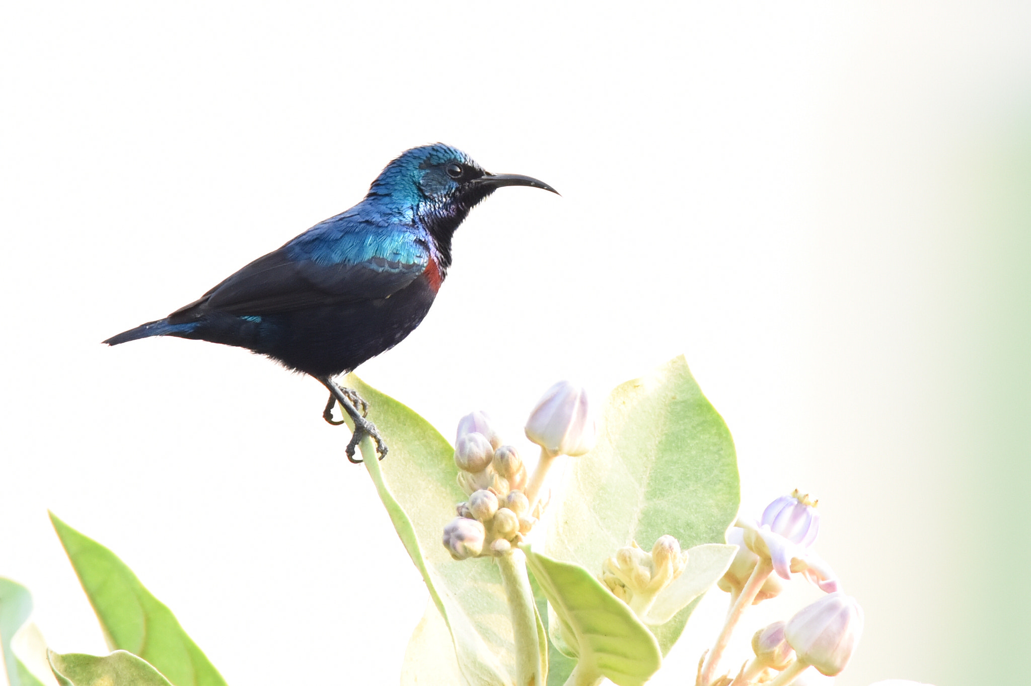 Nikon D810 sample photo. Sunbird photography