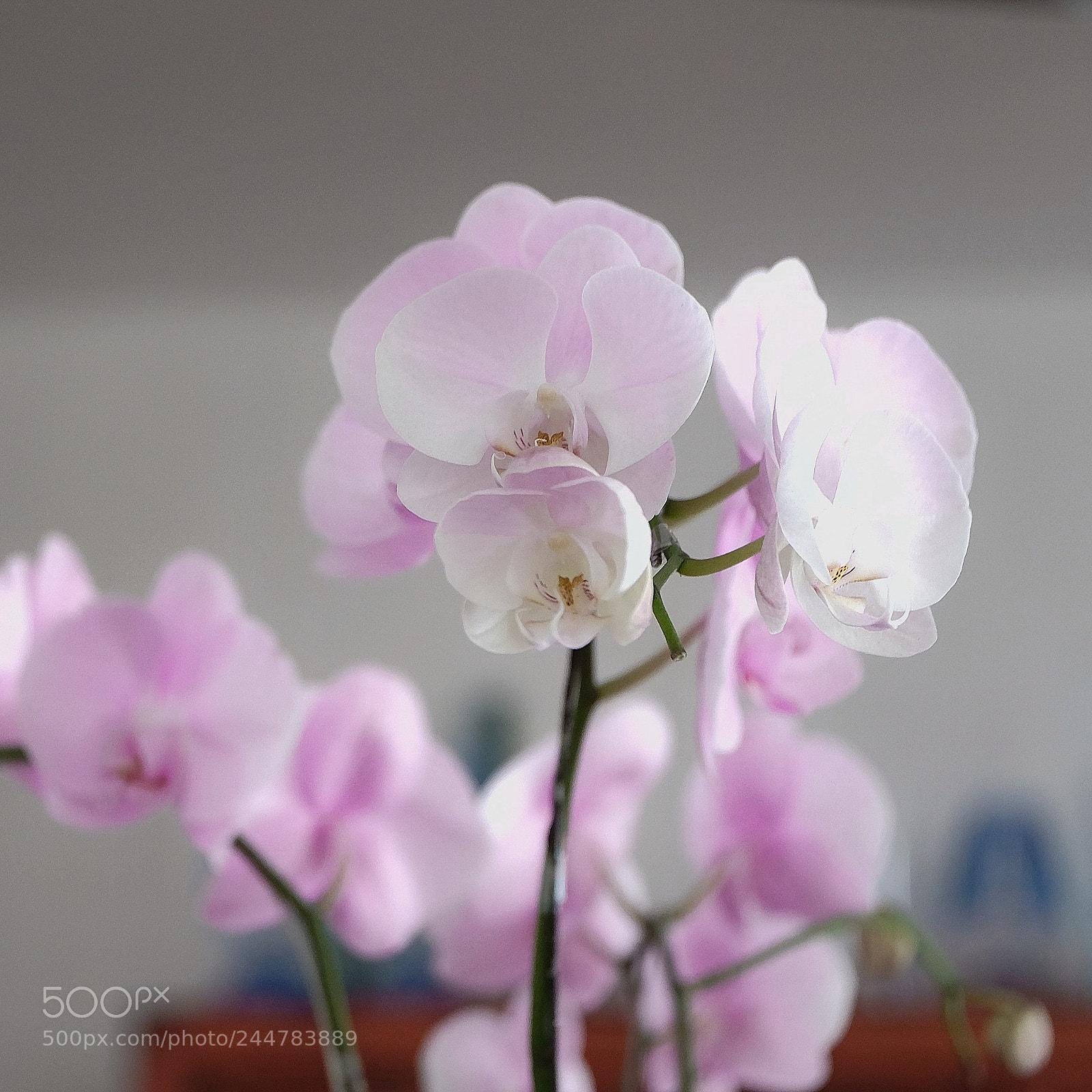 Fujifilm X-T1 sample photo. Pinkish photography