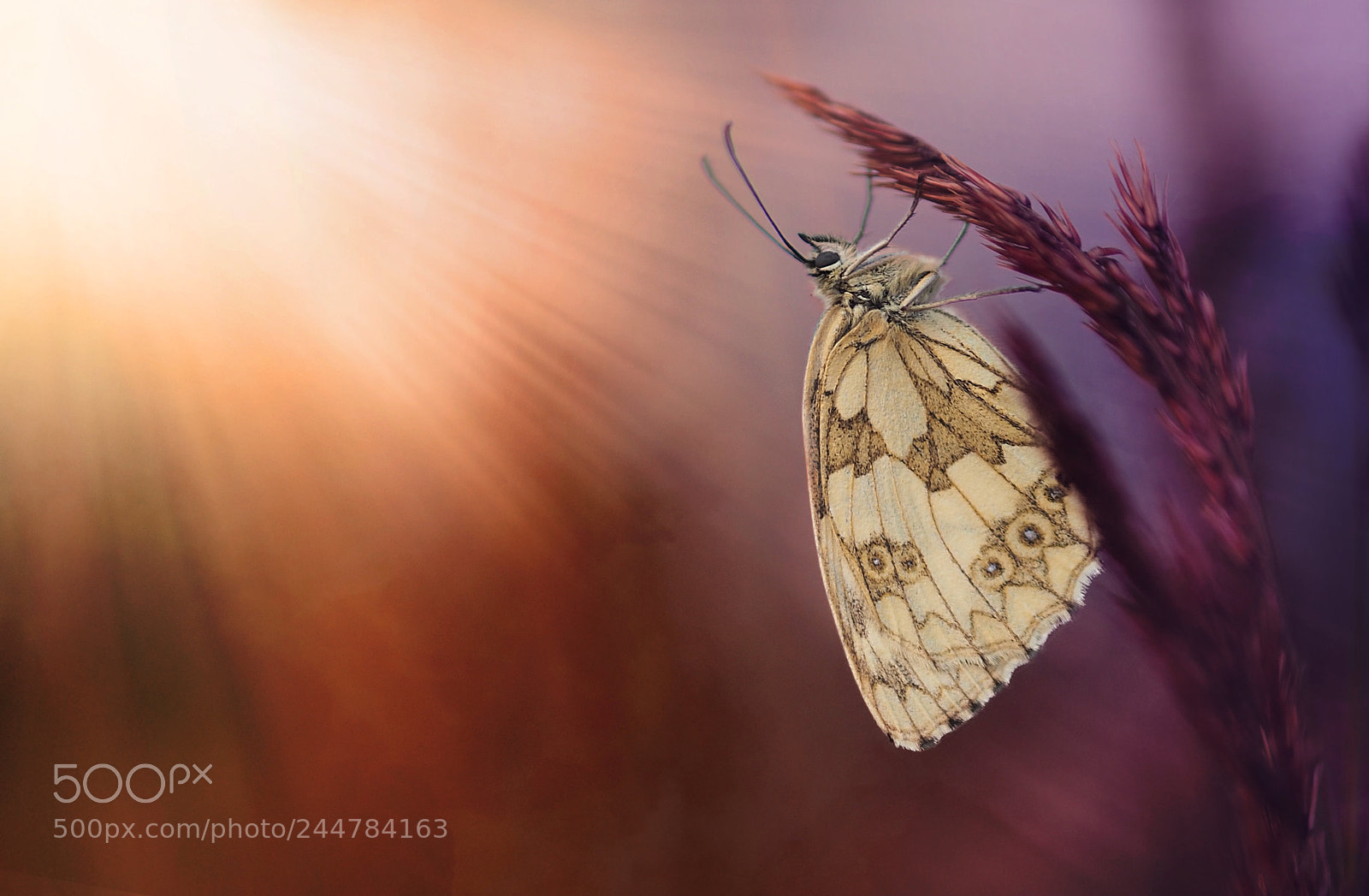 Olympus OM-D E-M5 II sample photo. Marbled white photography