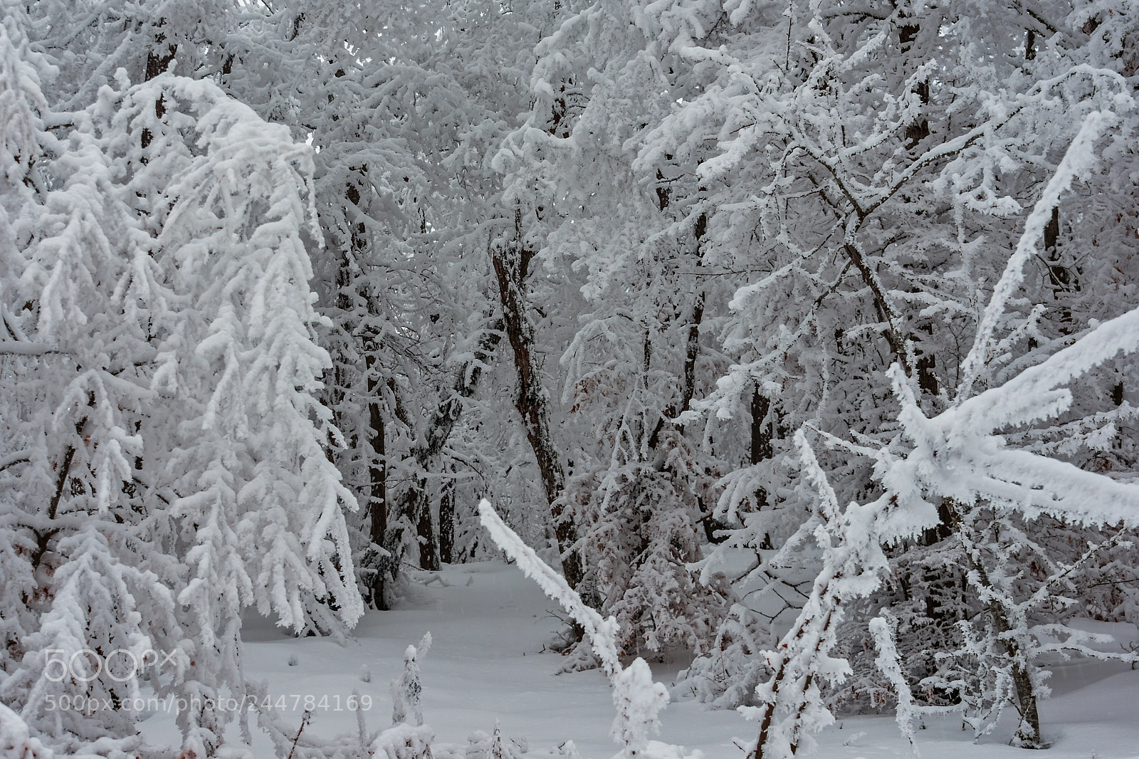 Nikon D800 sample photo. Frozen forest photography