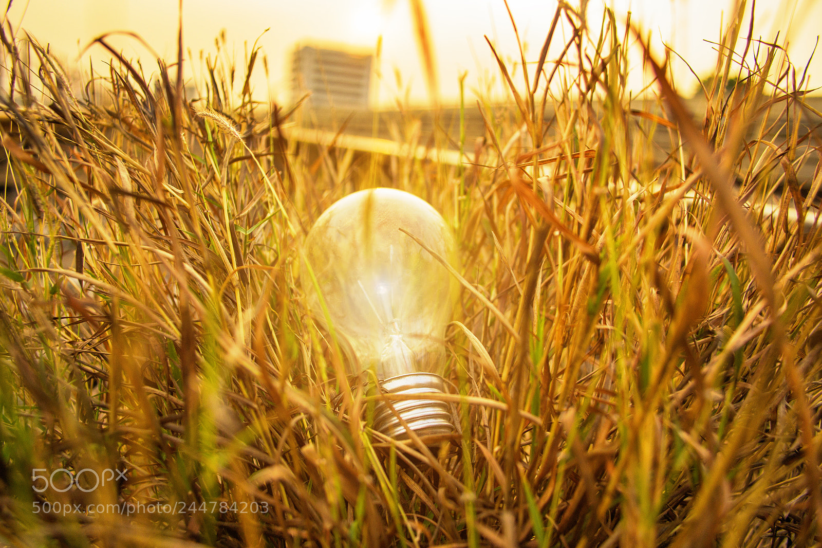 Nikon D3100 sample photo. The light bulb represent photography