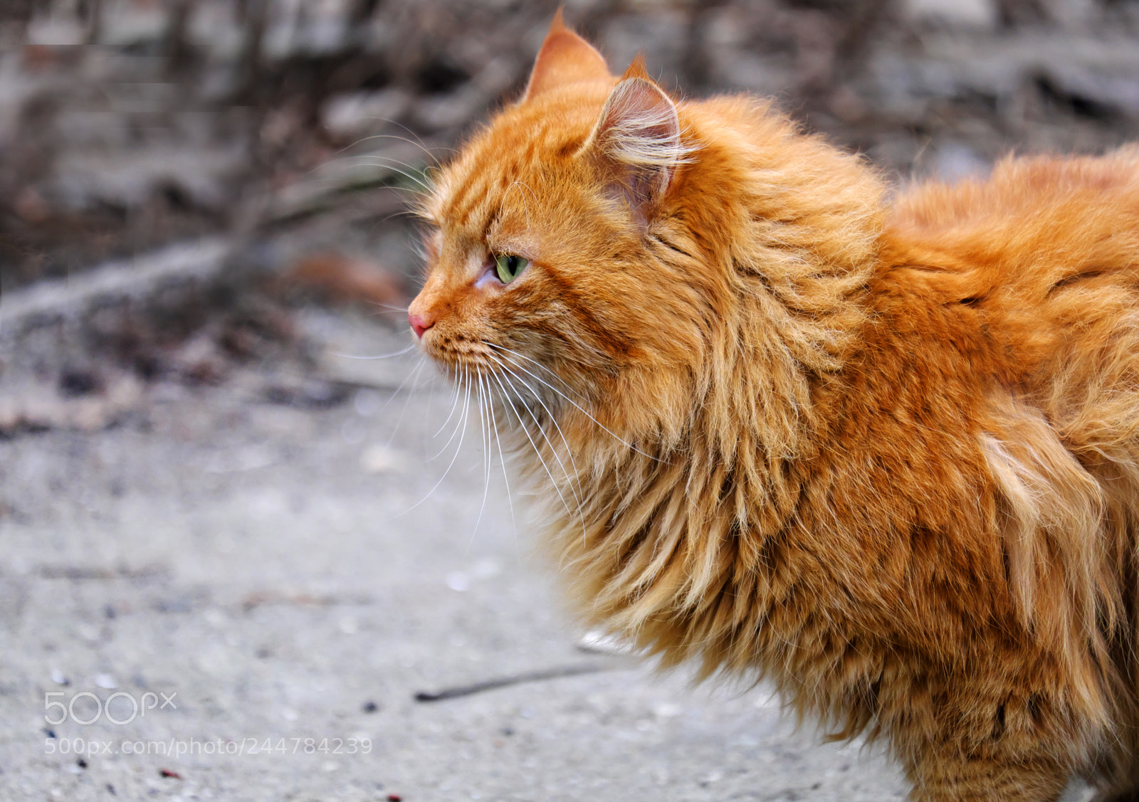 Fujifilm X-T20 sample photo. Guarding his territory photography