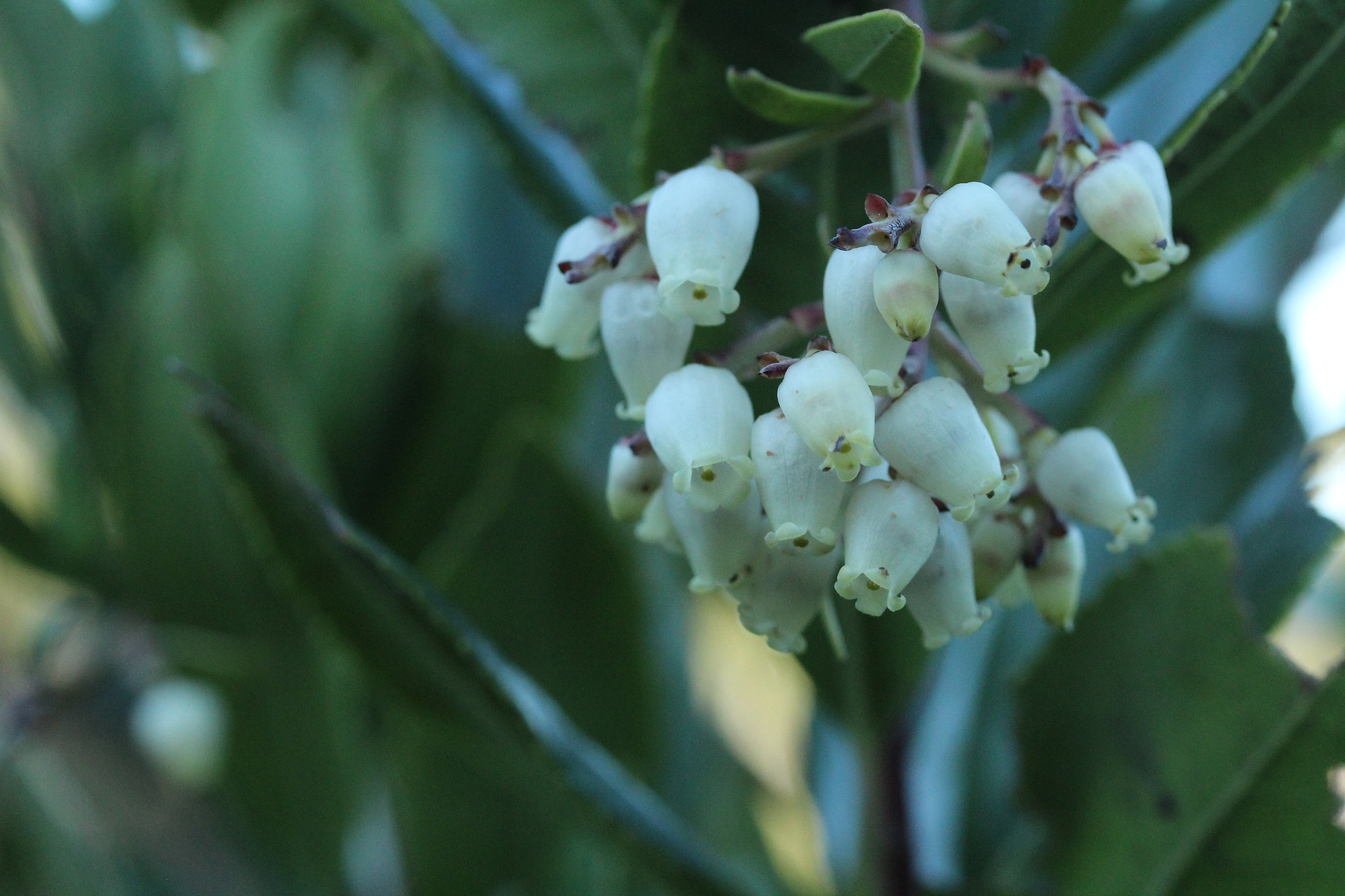 Canon EF-S 60mm F2.8 Macro USM sample photo. Img photography