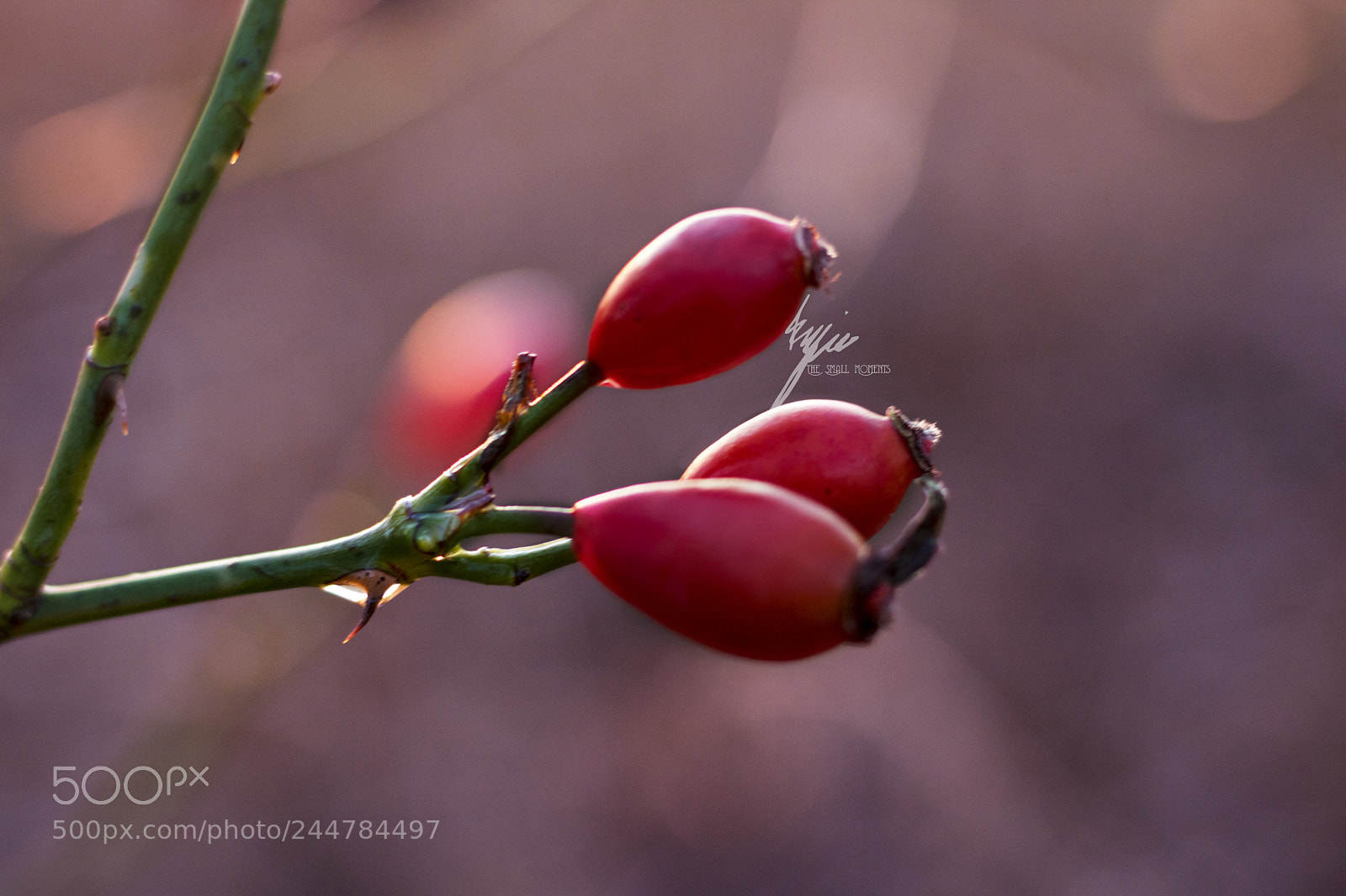 Canon EOS 750D (EOS Rebel T6i / EOS Kiss X8i) sample photo. Curves berry - #3 photography