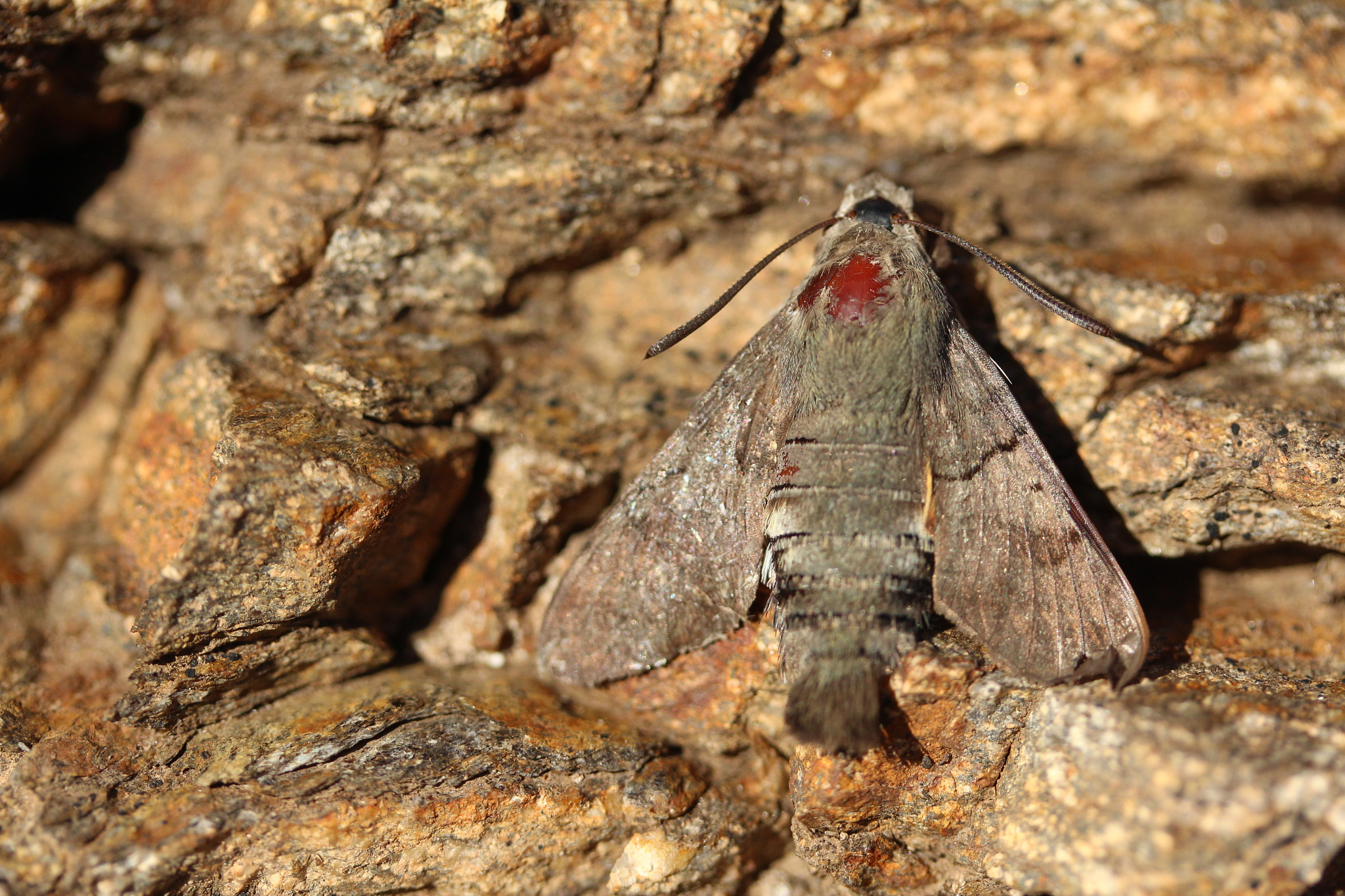 Canon EF-S 60mm F2.8 Macro USM sample photo. Img photography