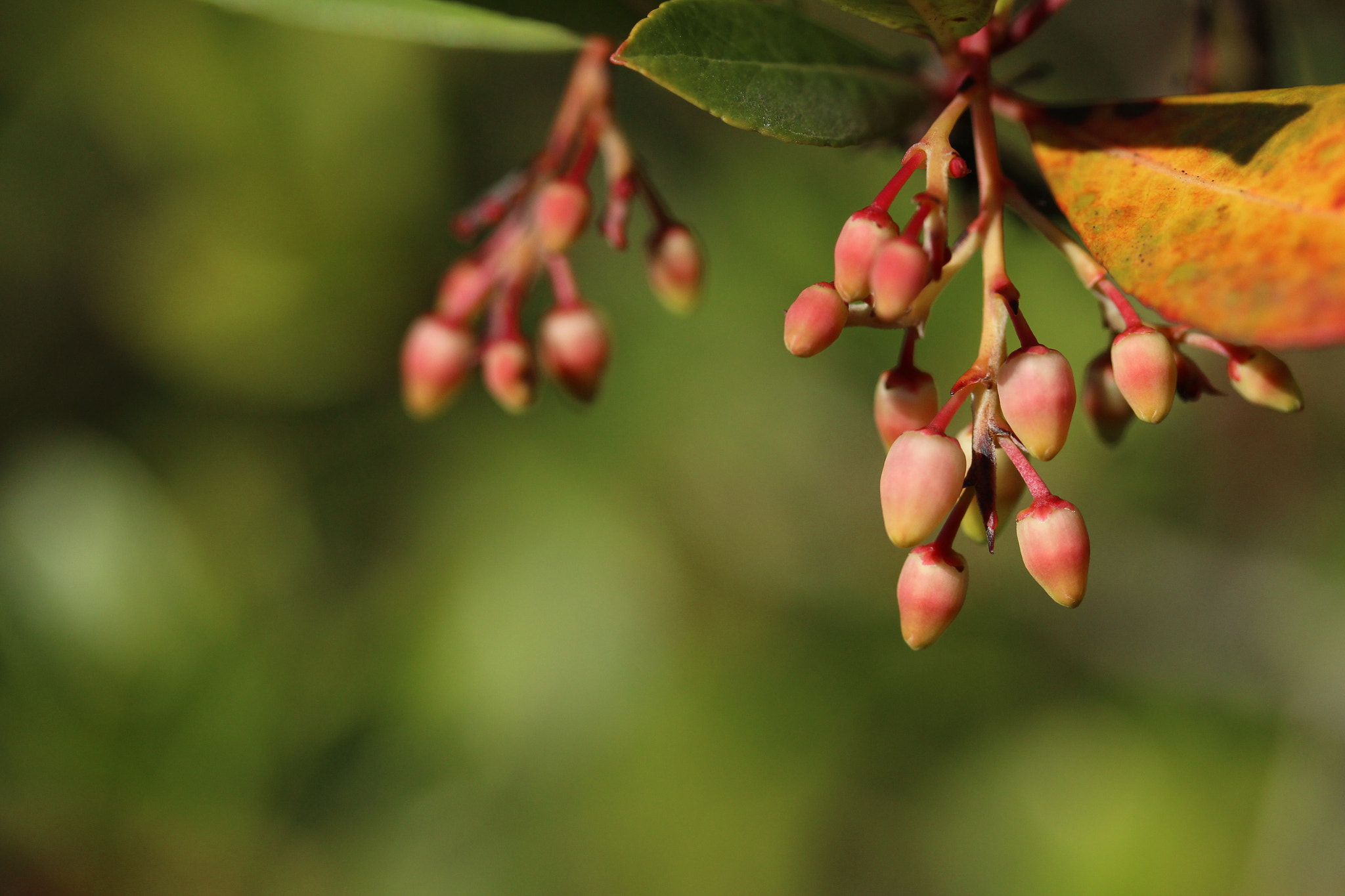 Canon EF-S 60mm F2.8 Macro USM sample photo. Img photography