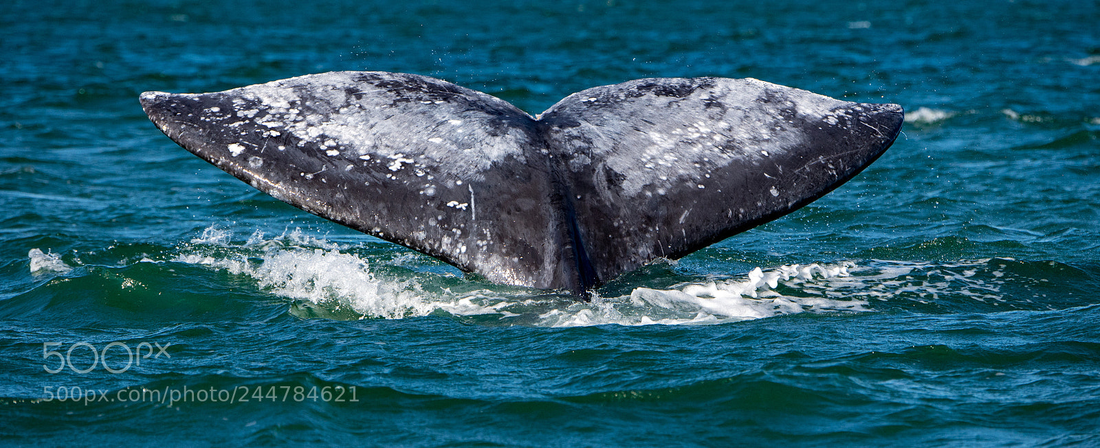 Nikon D5 sample photo. Diving wing photography