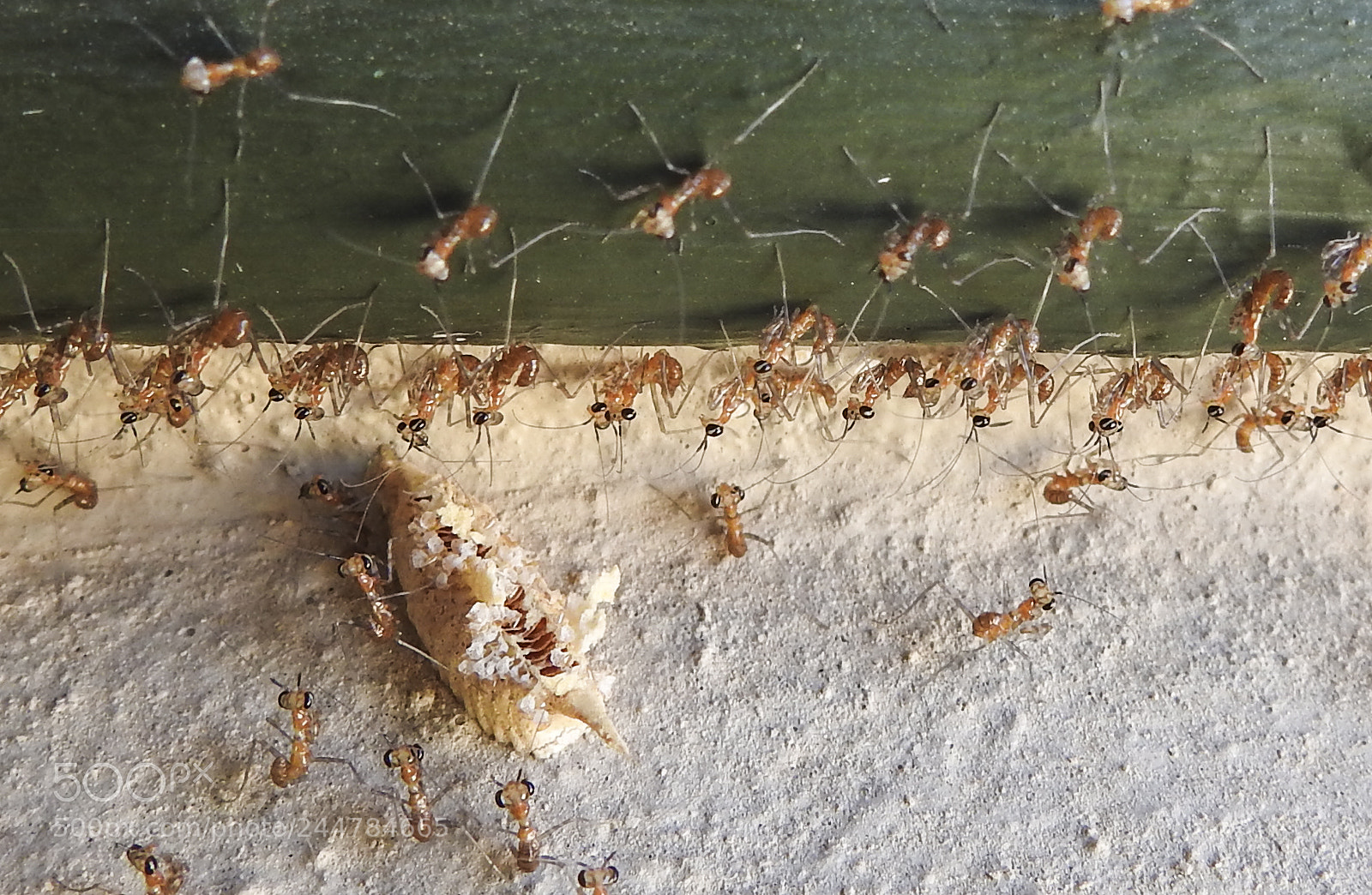 Nikon Coolpix P900 sample photo. Prying mantis photography