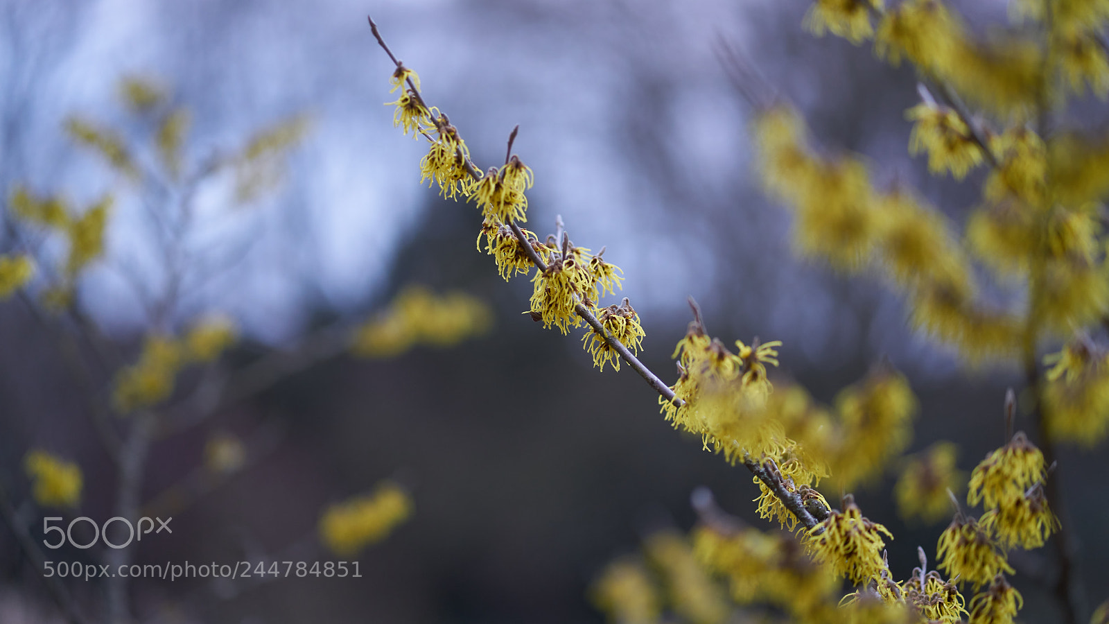 Sony a7R II sample photo. Hamamelis photography