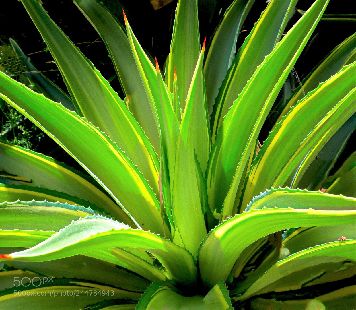 Canon PowerShot G9 X Mark II sample photo. Exfoliation. photography