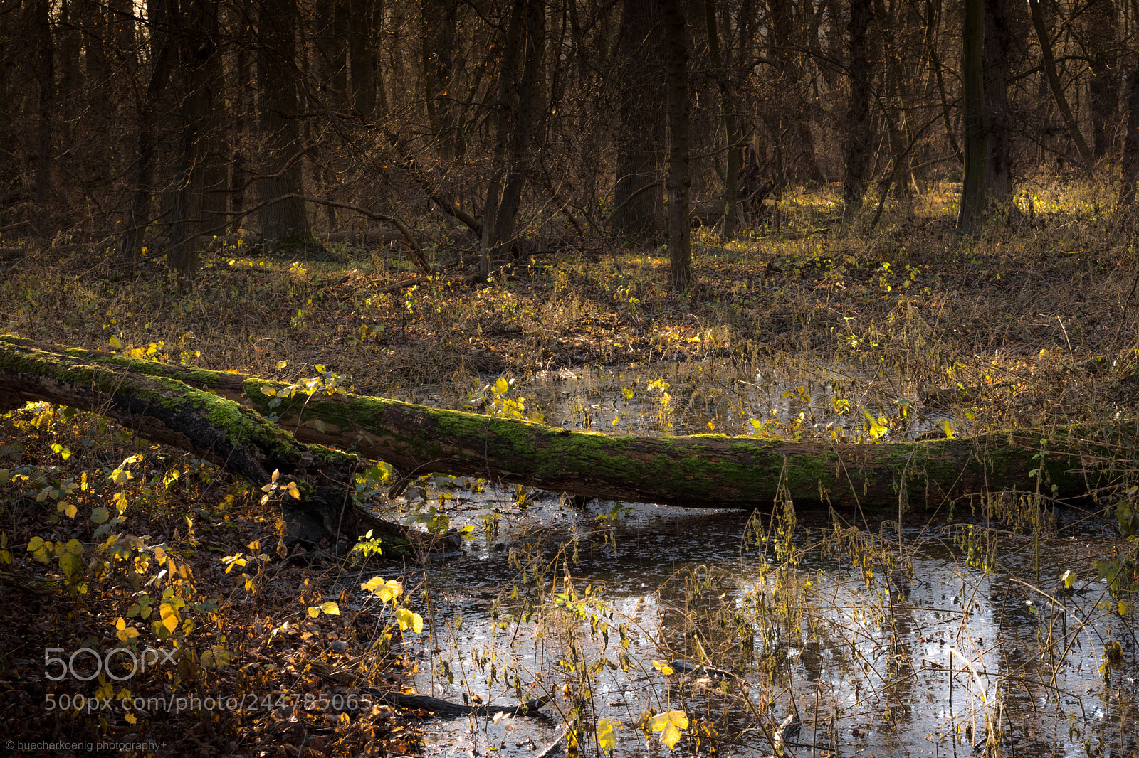 Nikon D7200 sample photo. Jungle photography