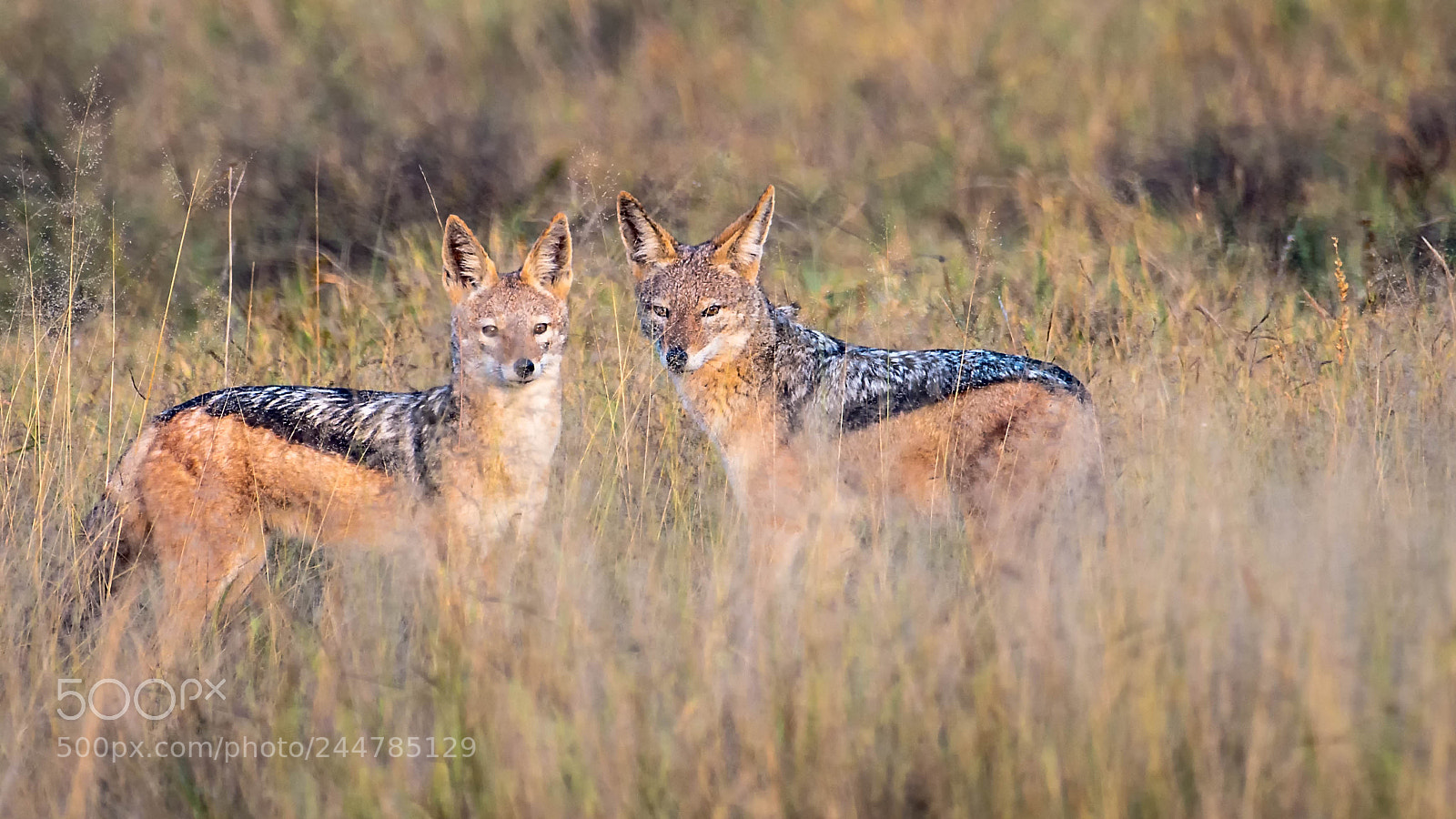 Pentax K-5 II sample photo. Jackals in high grass photography