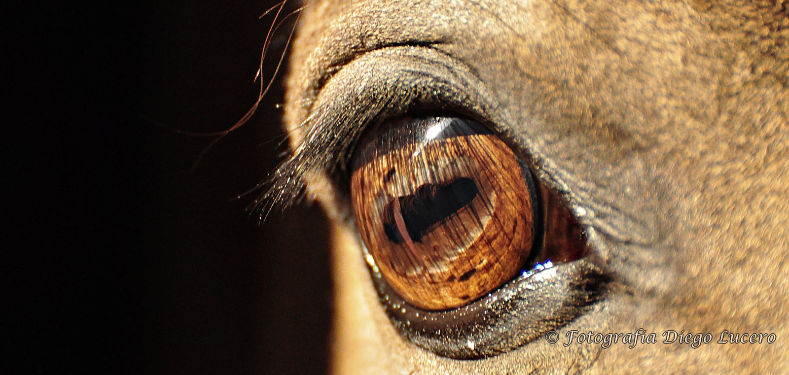 Nikon D90 sample photo. Horse's eye photography