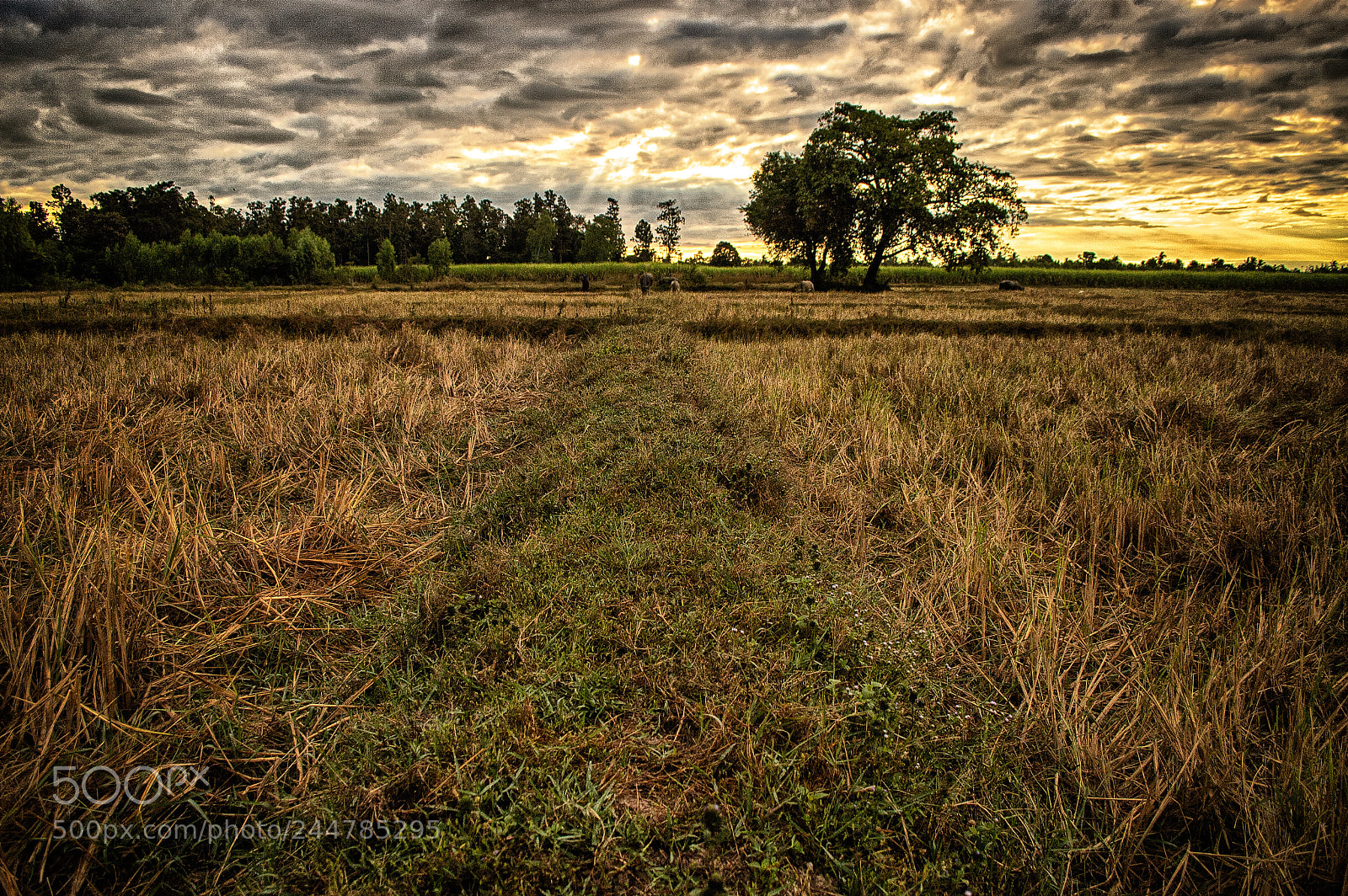 Nikon D70 sample photo. Rural landscape photography