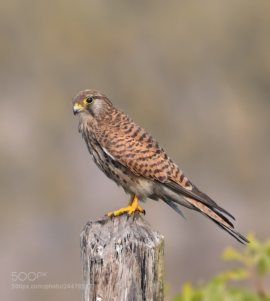 Nikon D500 sample photo. Common kestrel photography