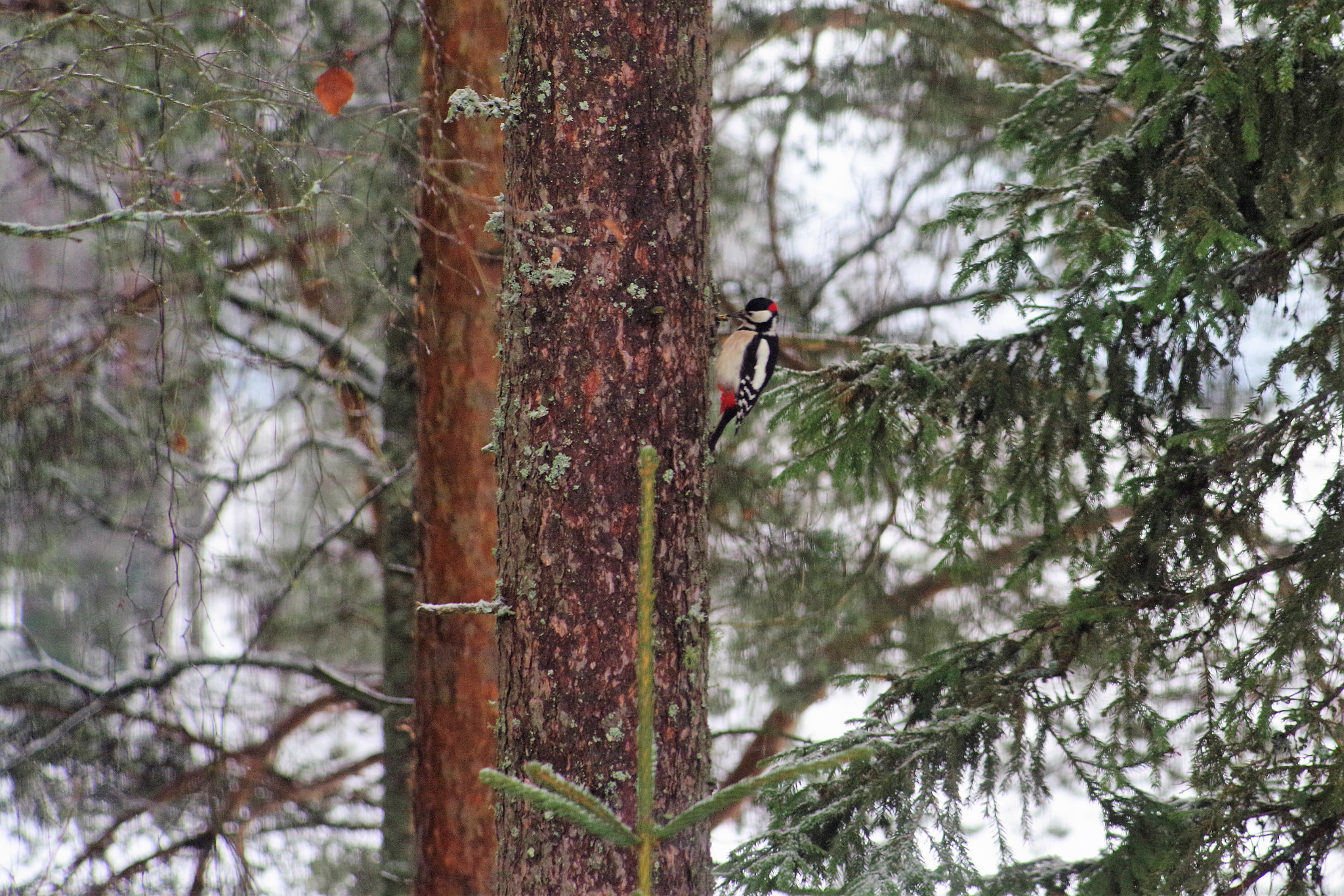 Pentax K-1 + smc PENTAX-F 80-200mm F4.7-5.6 sample photo. Woodpecker photography