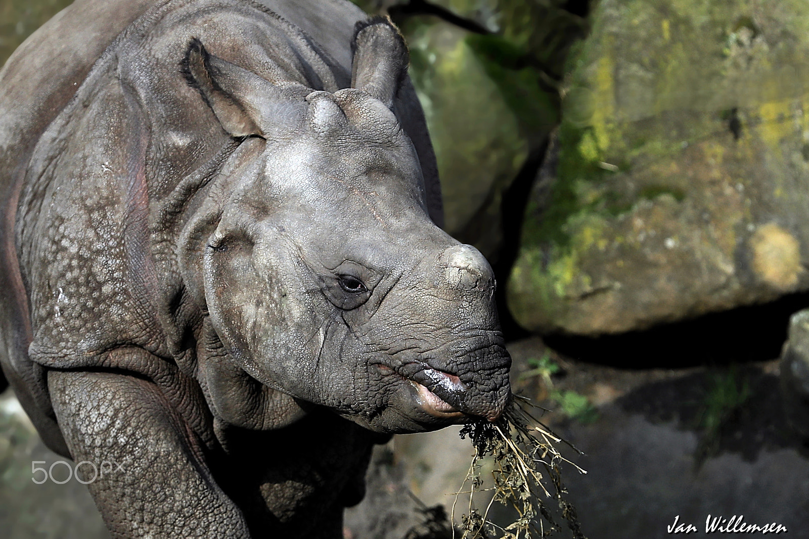 Canon EF 300mm F2.8L IS II USM sample photo. Indian rhinoceros photography