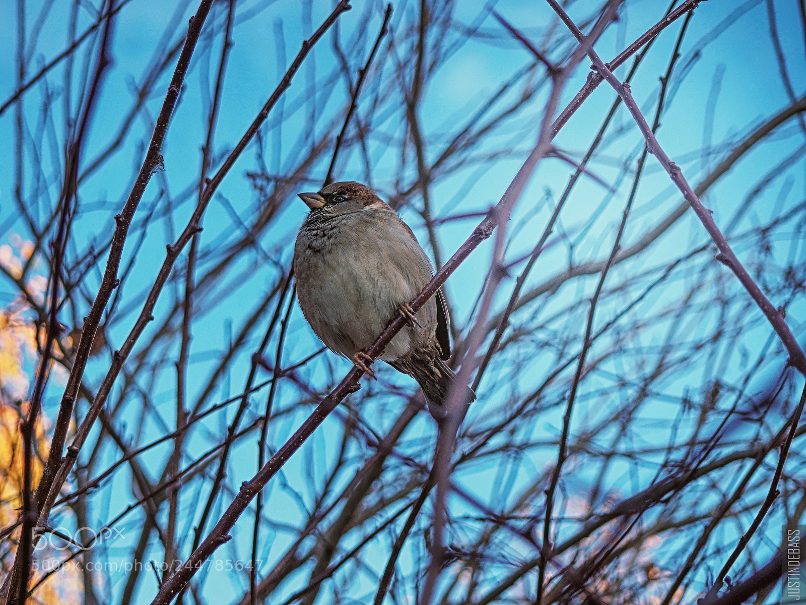 Olympus OM-D E-M10 sample photo. Heavenly bird photography