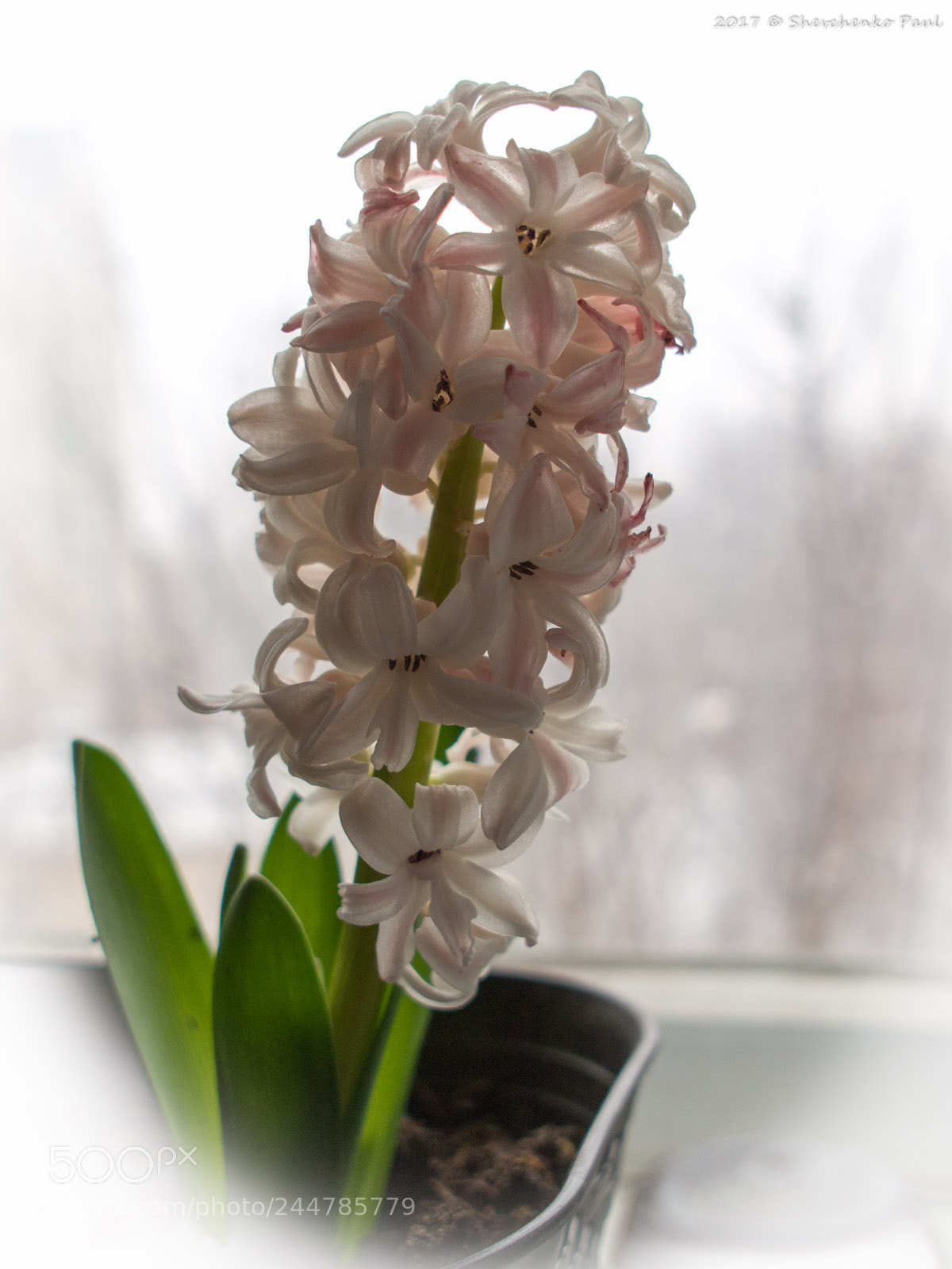 Olympus PEN E-PL5 sample photo. Spring at windowsill photography