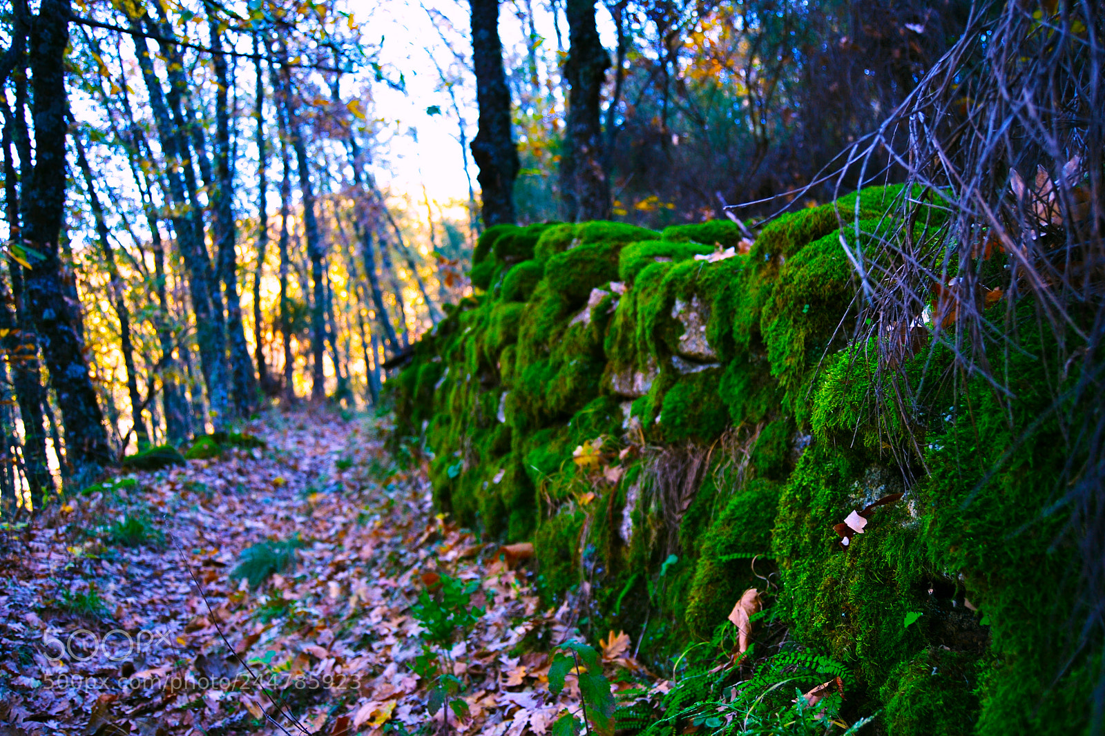 Nikon D3100 sample photo. Sendero y musgo photography