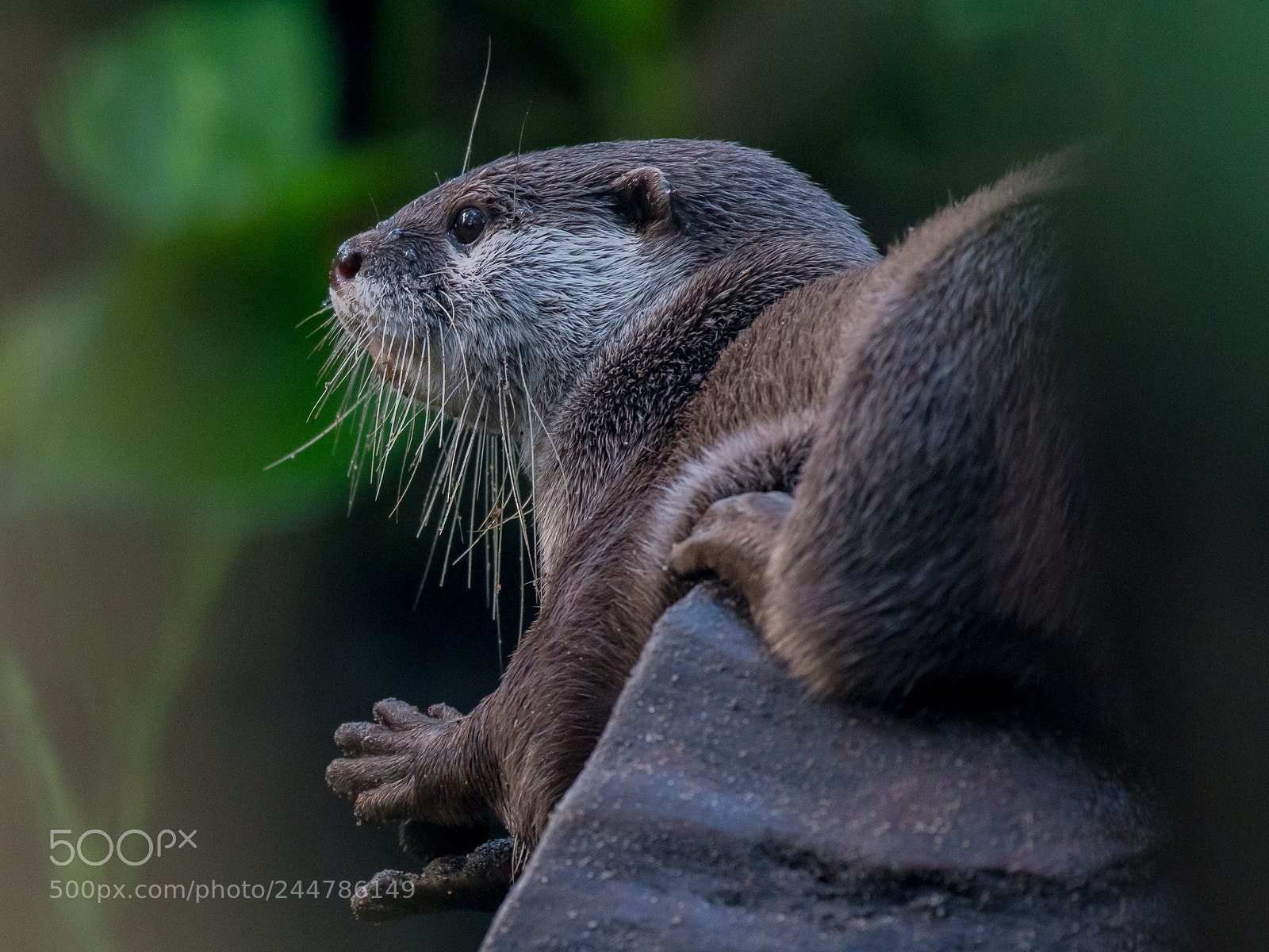 Nikon D500 sample photo. Otter 2 photography