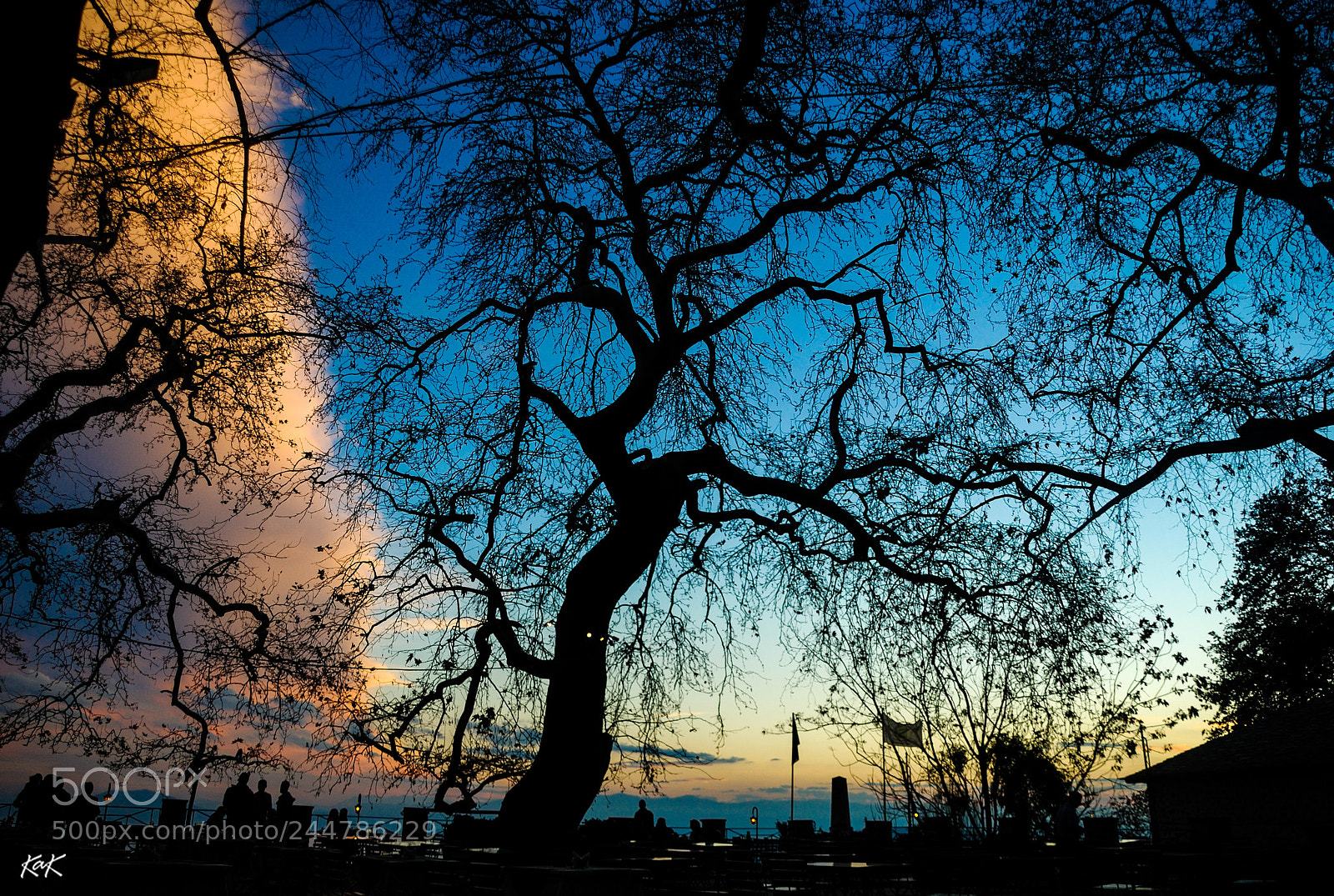 Nikon D60 sample photo. Veins photography