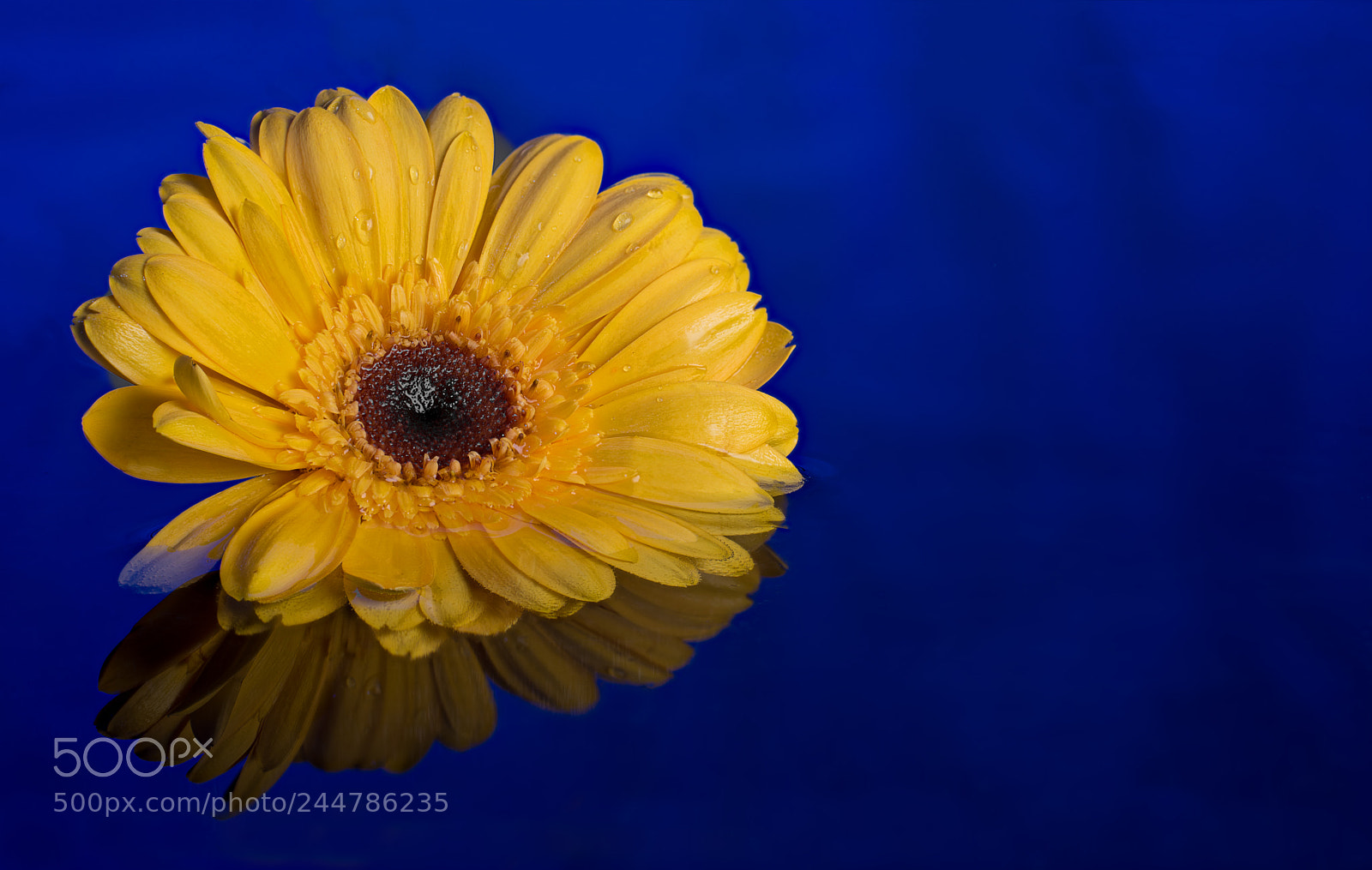 Nikon D600 sample photo. Gerbera blue water reflection photography