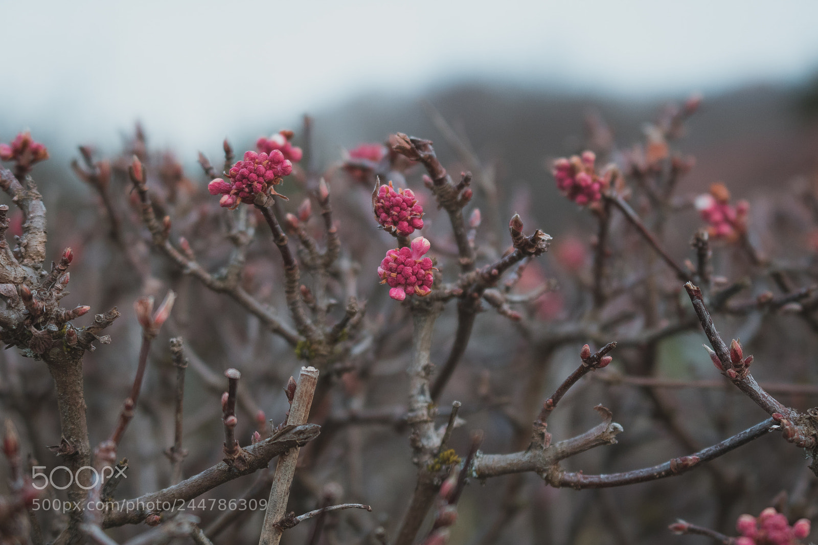Canon EOS 750D (EOS Rebel T6i / EOS Kiss X8i) sample photo. Bloomy. photography