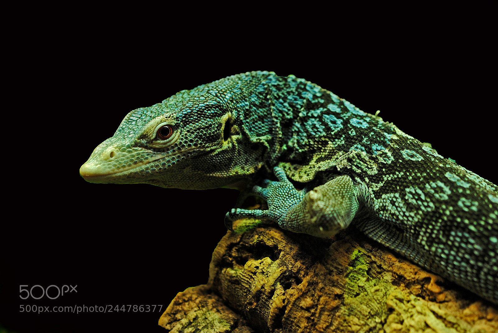 Nikon D3000 sample photo. Lizard in the cologne photography
