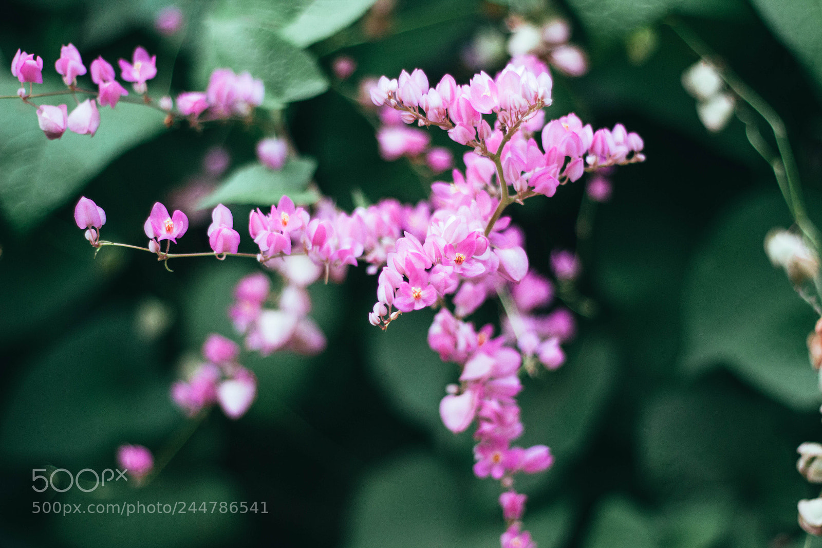 Canon EOS 60D sample photo. Flower hype photography