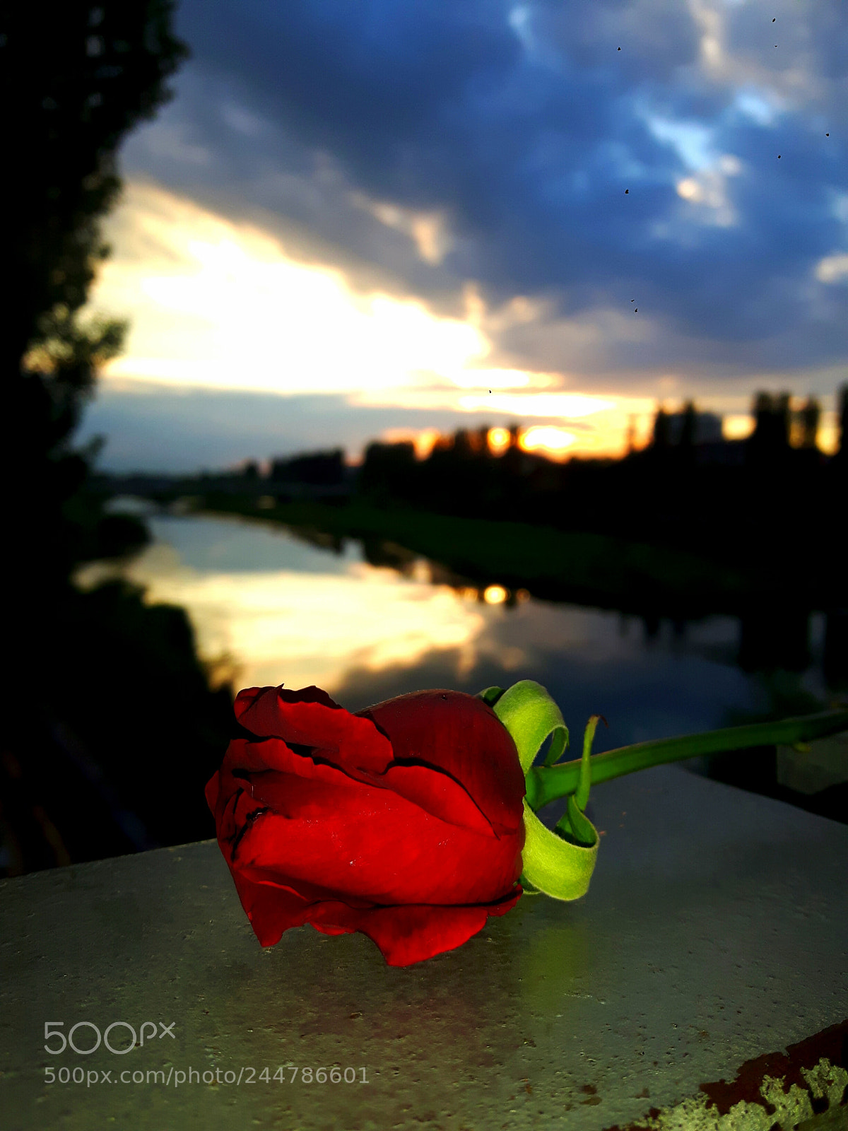Samsung Galaxy S5 Neo sample photo. Untitled photography
