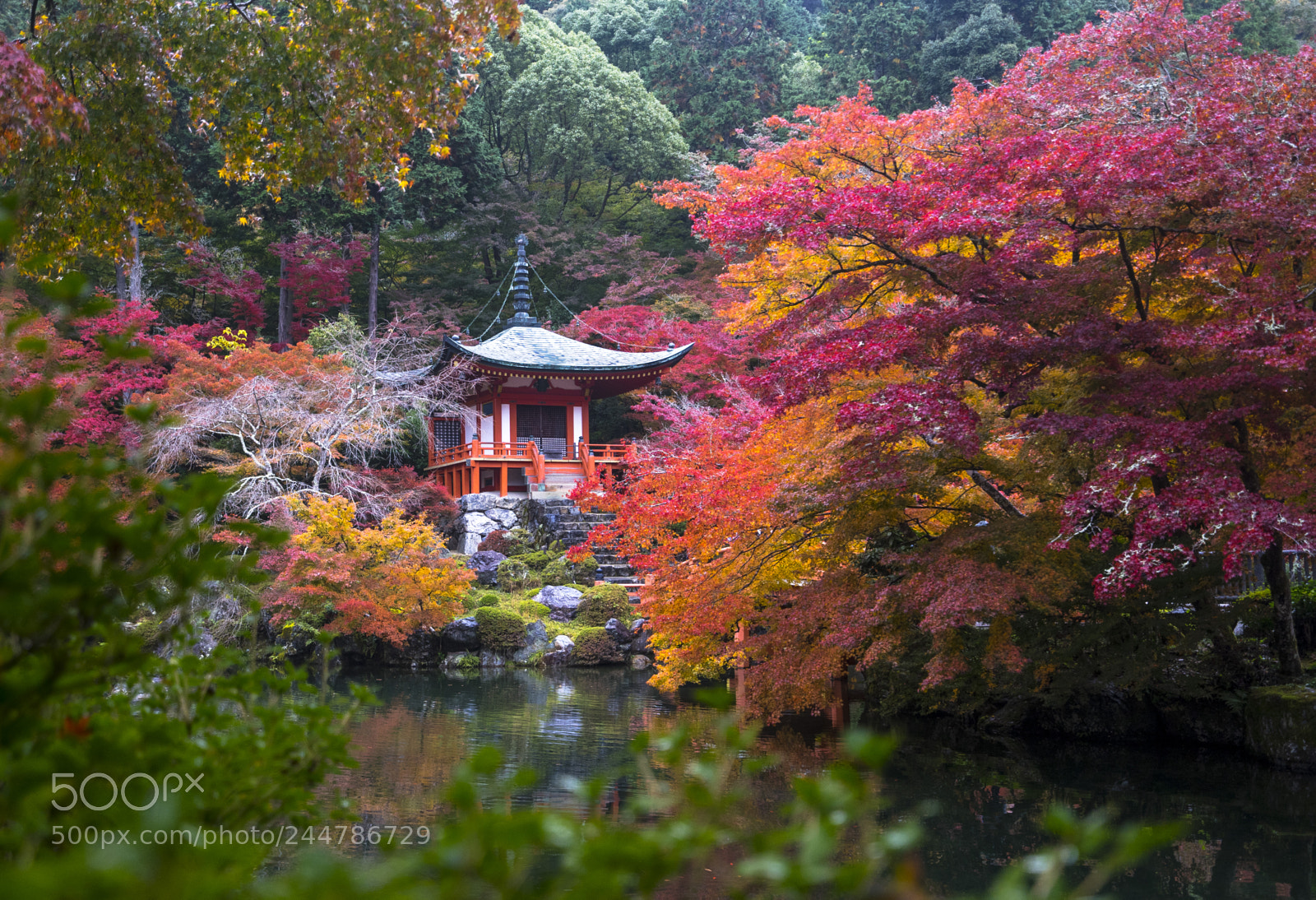 Sony a7 sample photo. Among the red leaves photography