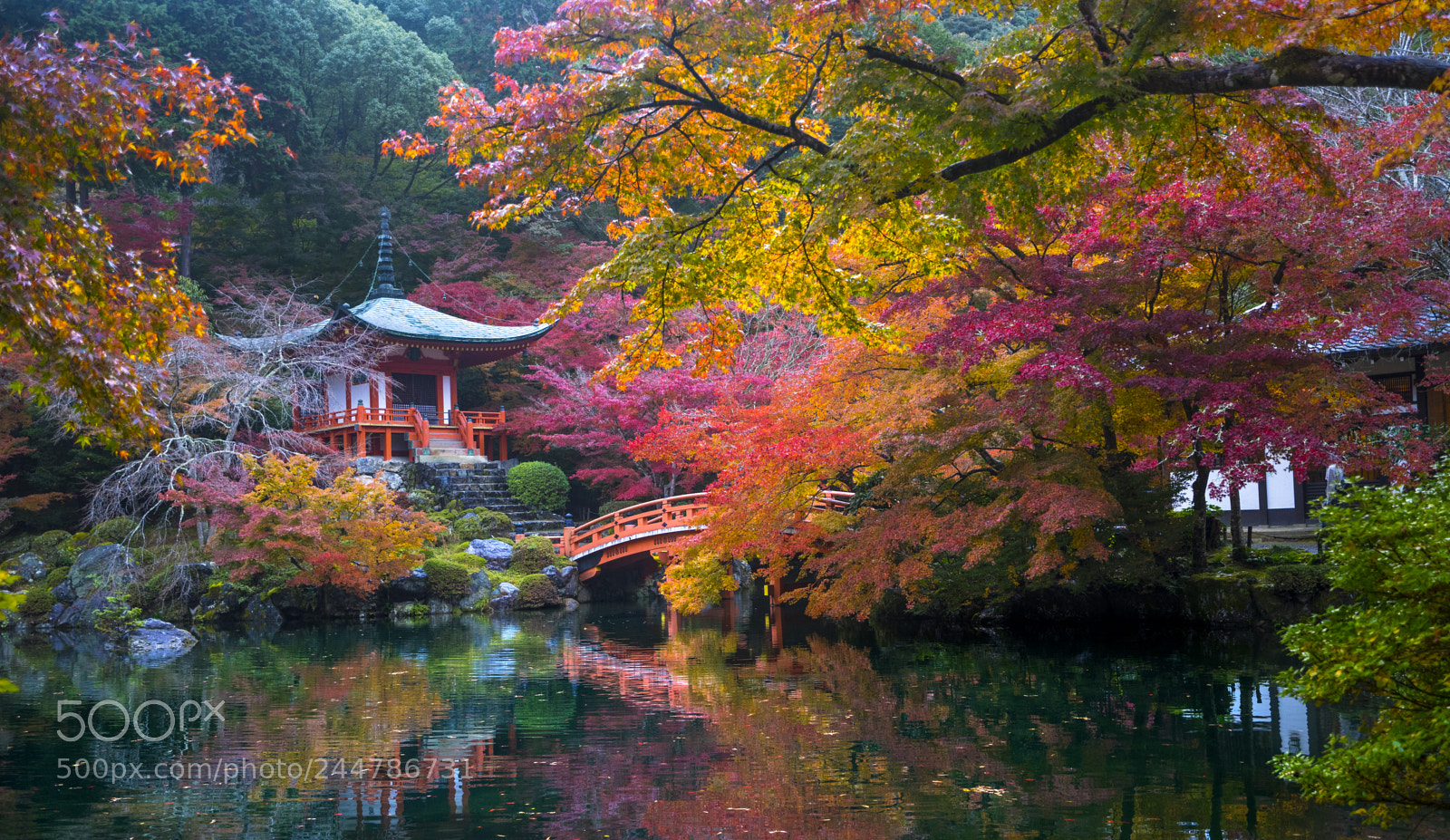 Sony a7 sample photo. Tranquil foliage photography