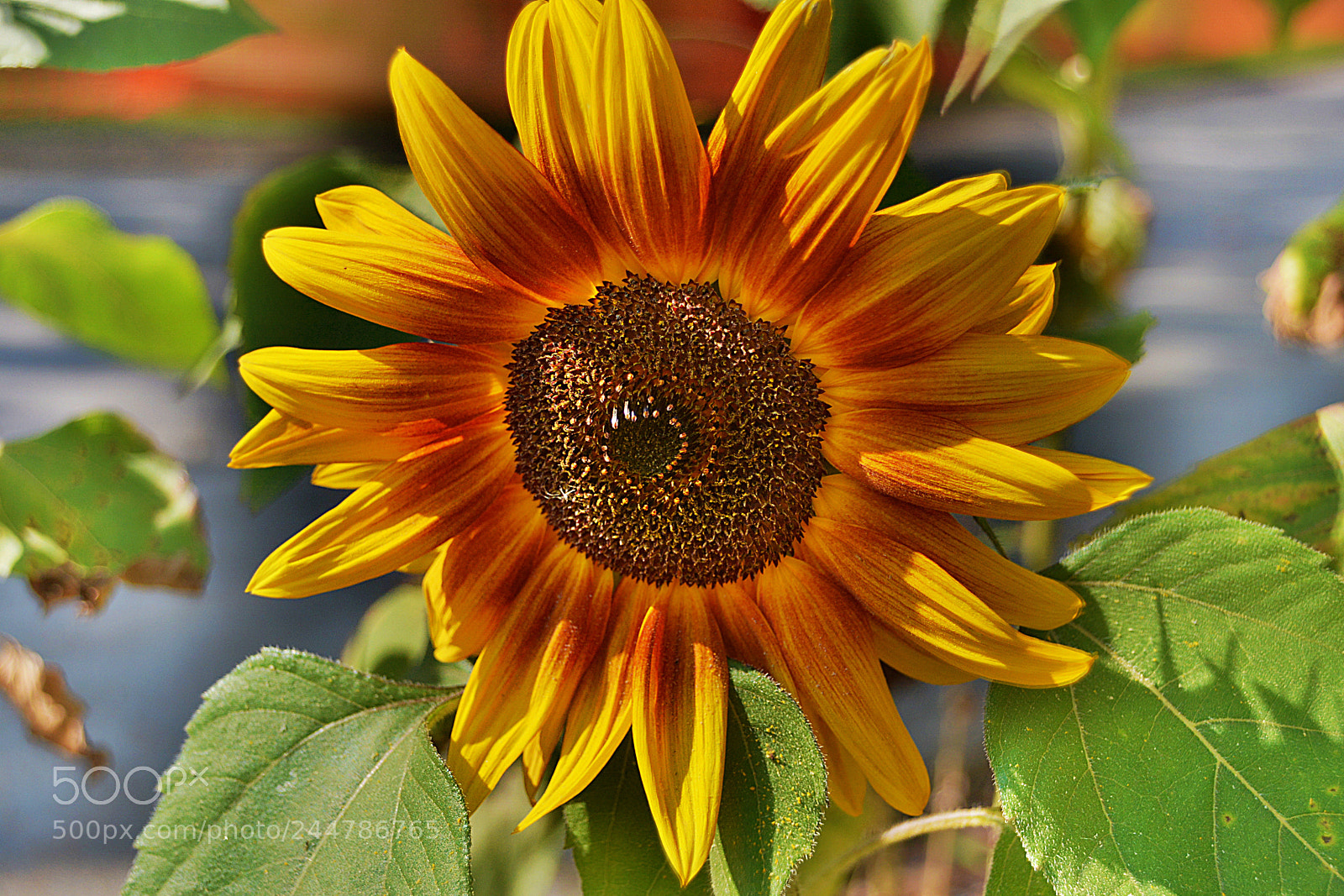 Nikon D7100 sample photo. Soleil en fleur photography