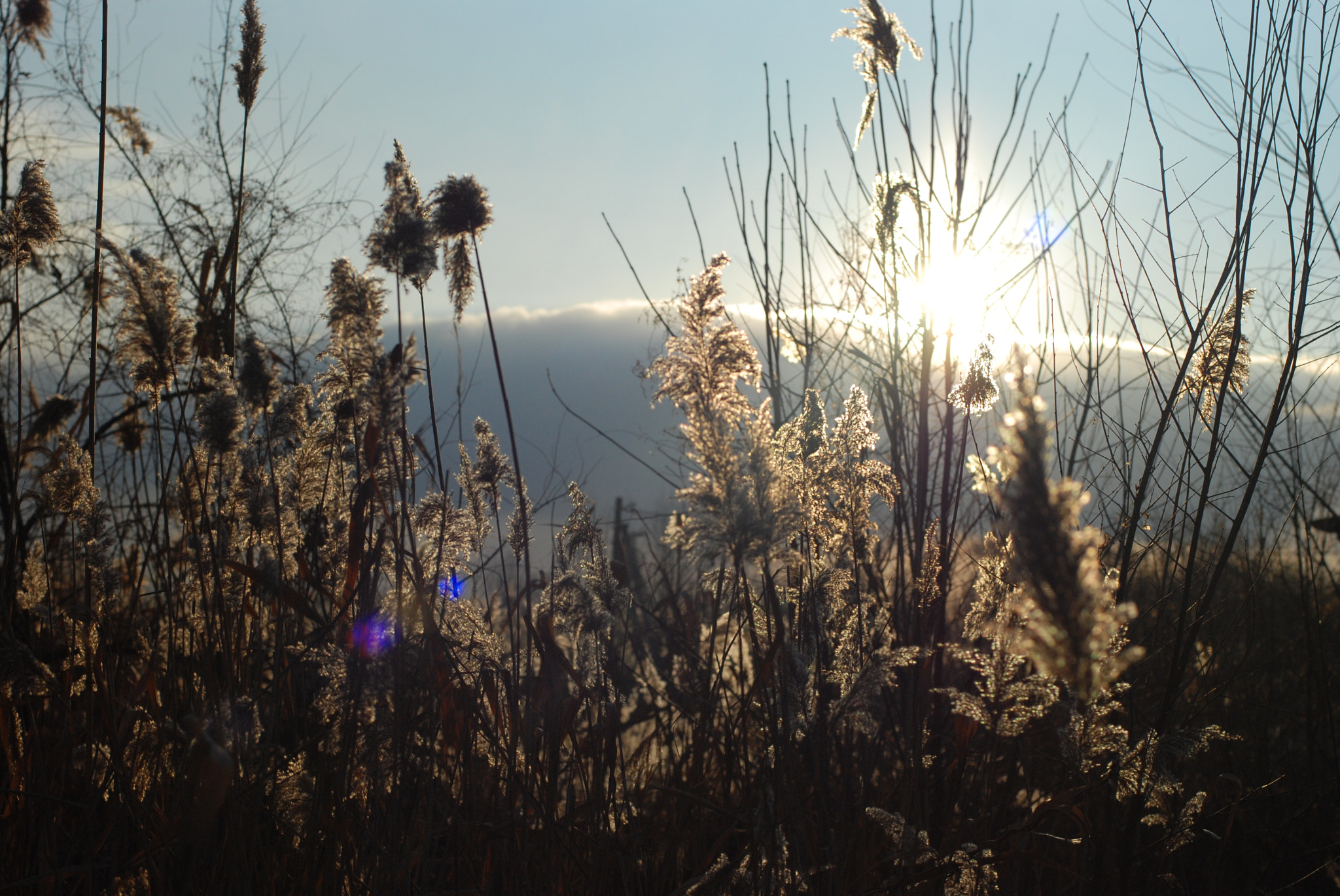 Nikon D80 + Nikon AF Nikkor 50mm F1.4D sample photo. Reeds in the winter cold evening photography