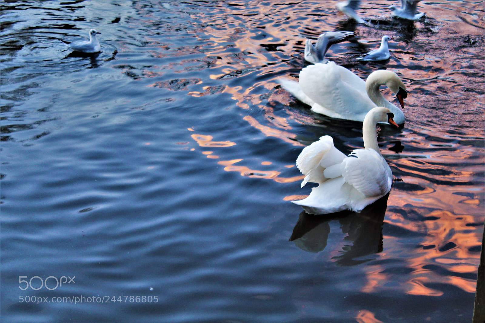 Canon EOS 1300D (EOS Rebel T6 / EOS Kiss X80) sample photo. Swans photography