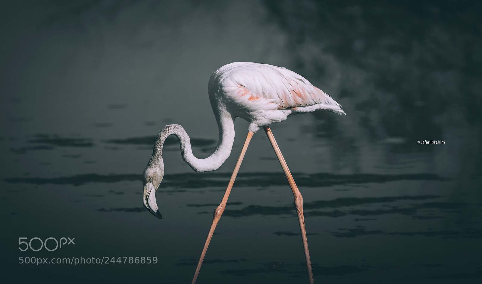 Sony a7R II sample photo. Flamingo photography