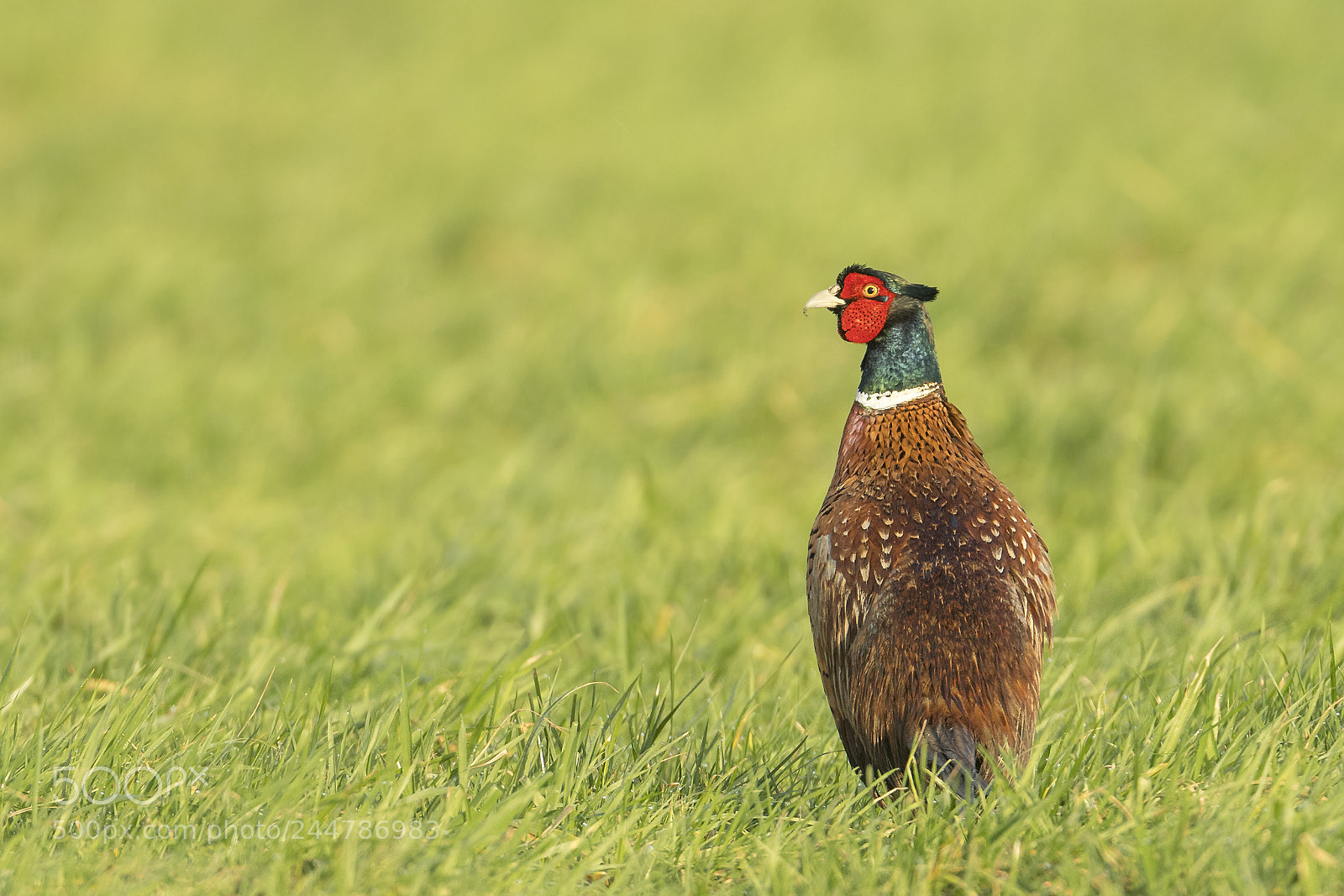 Nikon D500 sample photo. Pheasant looking back photography