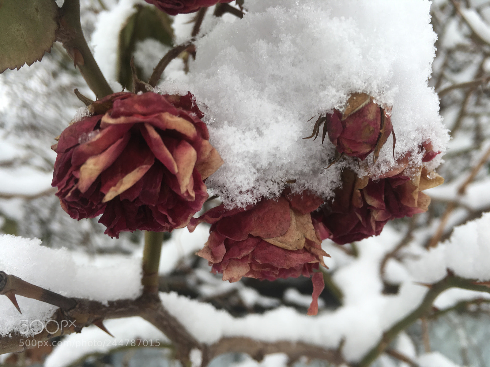 Apple iPhone SE sample photo. February ... photography