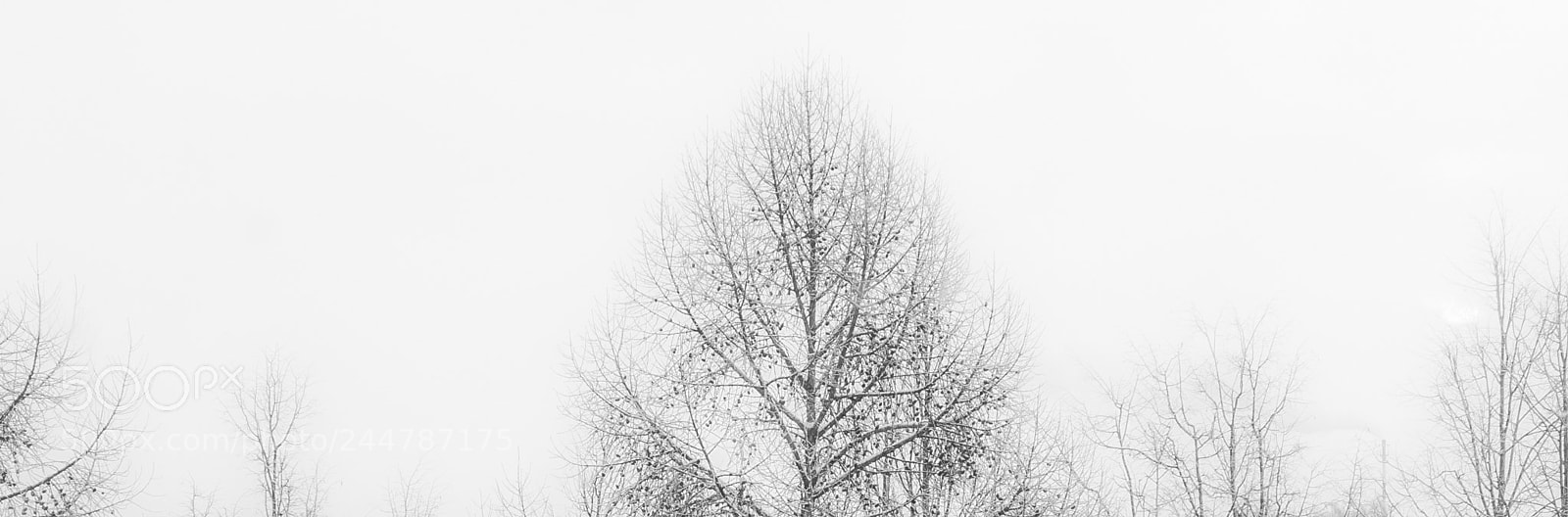 Apple iPhone 6s sample photo. Winter trees photography