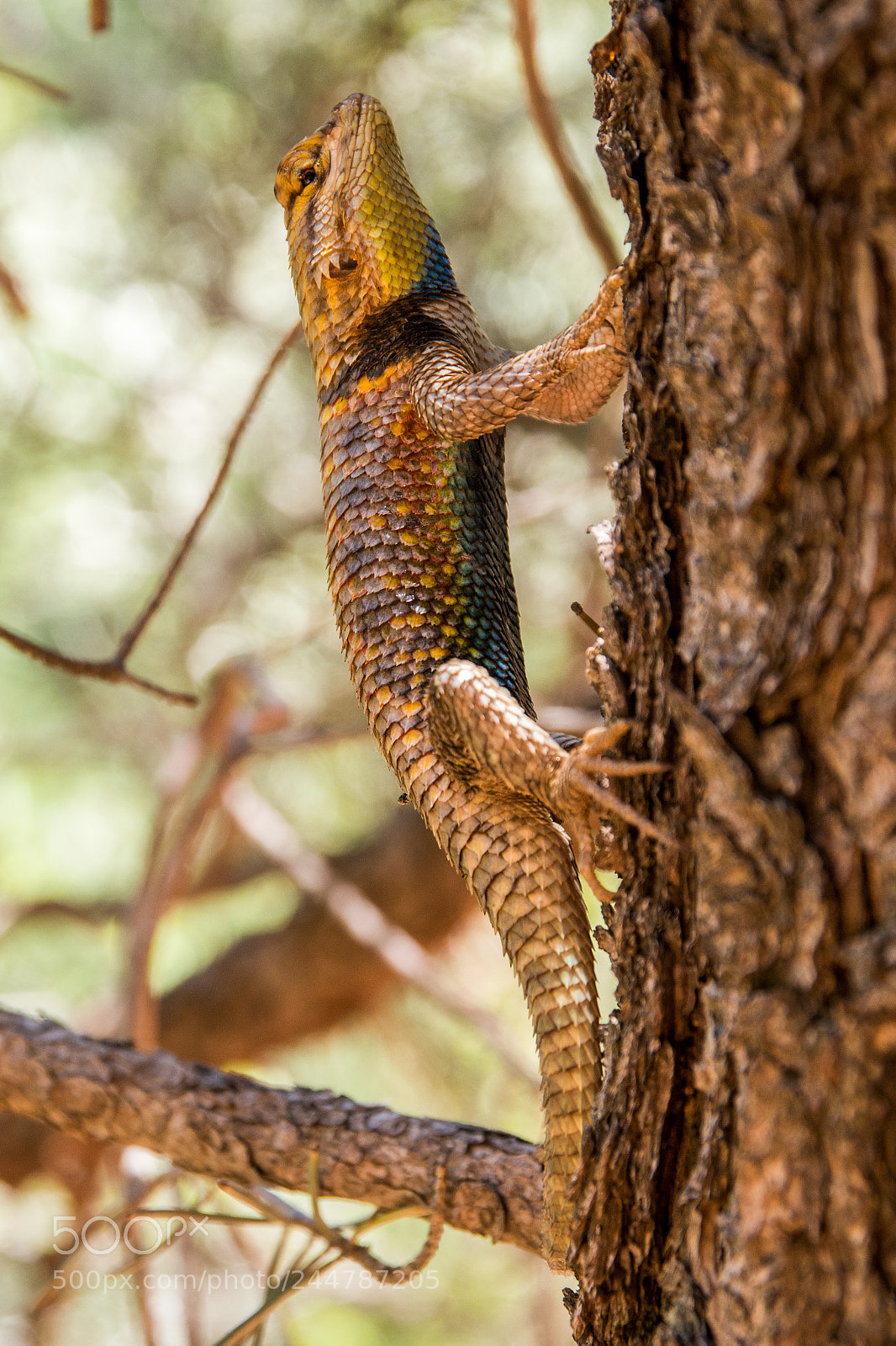 Nikon D7100 sample photo. Desert spiny lizard photography