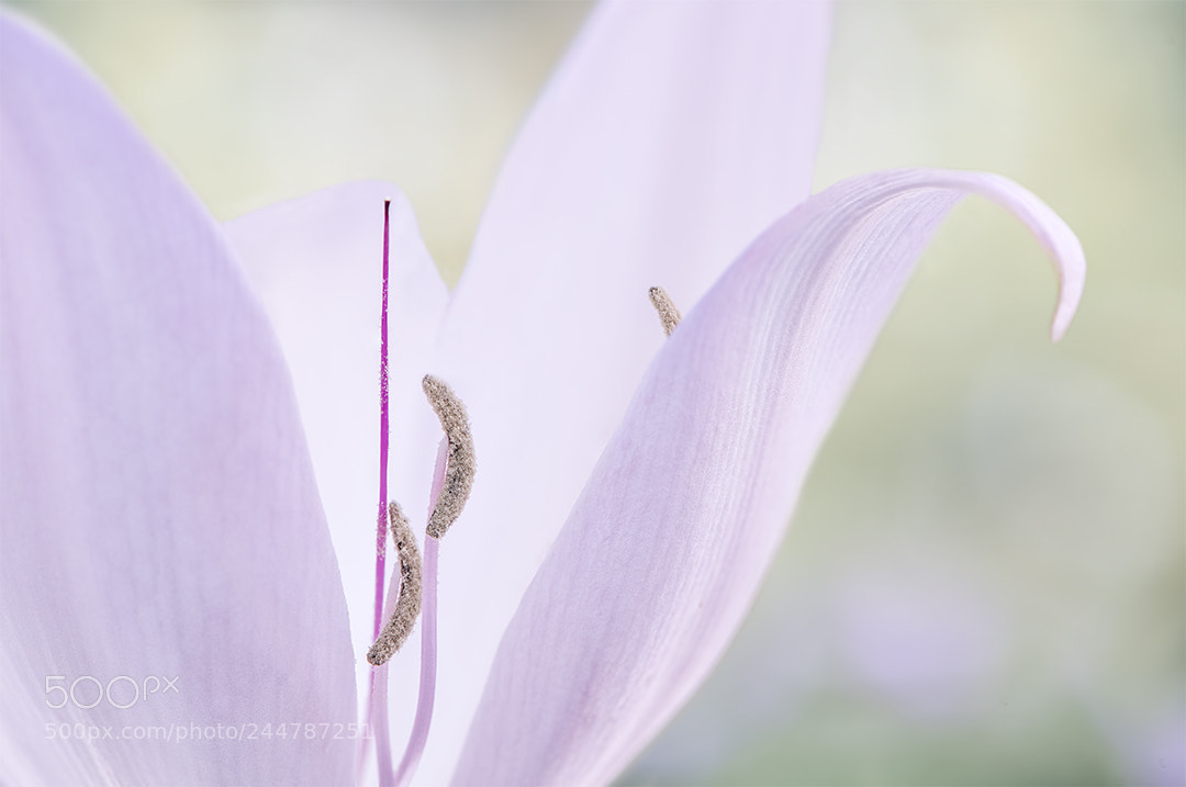 Nikon D810 sample photo. Fragrant charms photography