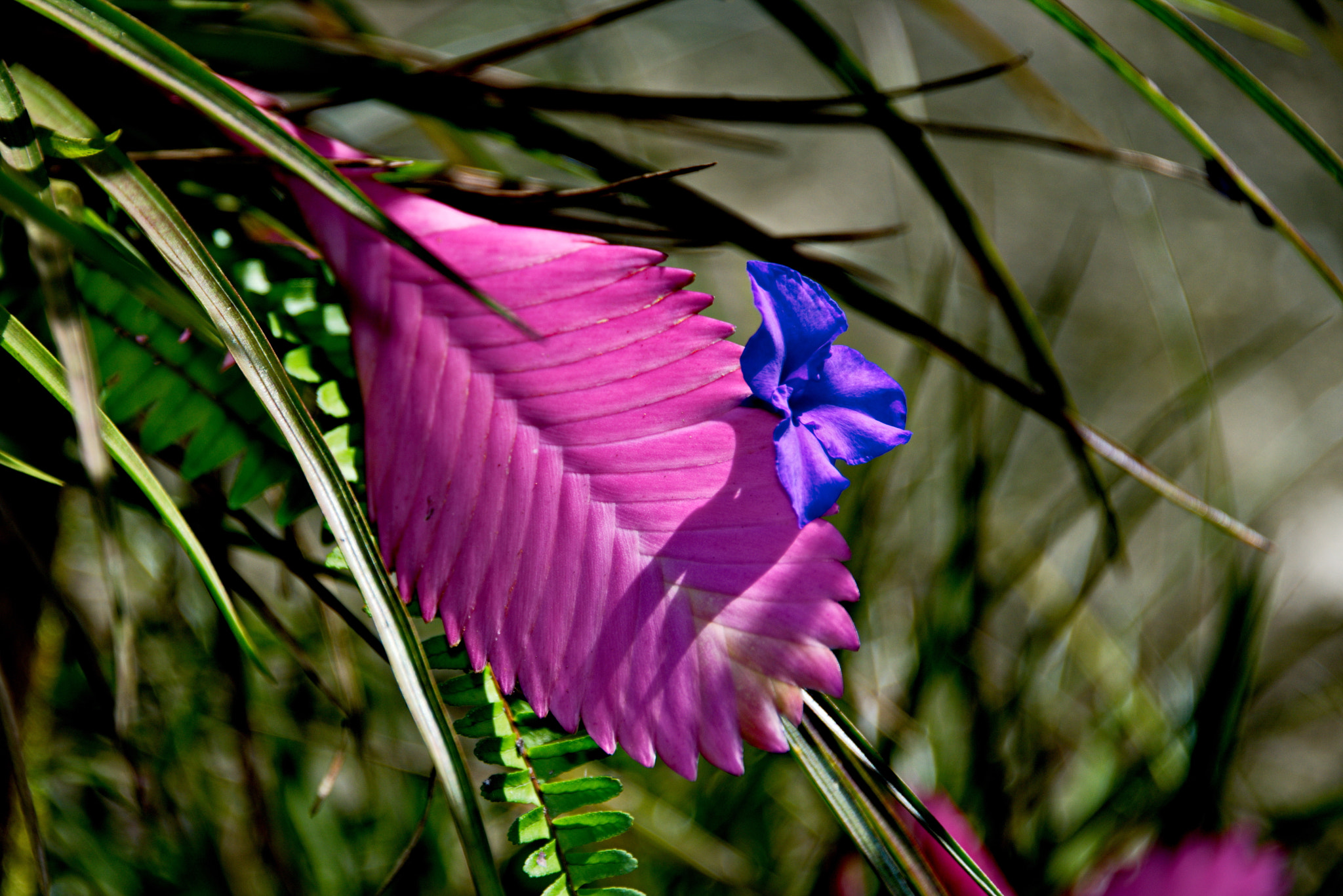 Nikon D800 + Nikon AF-S Nikkor 28-300mm F3.5-5.6G ED VR sample photo. A flower on a flower photography