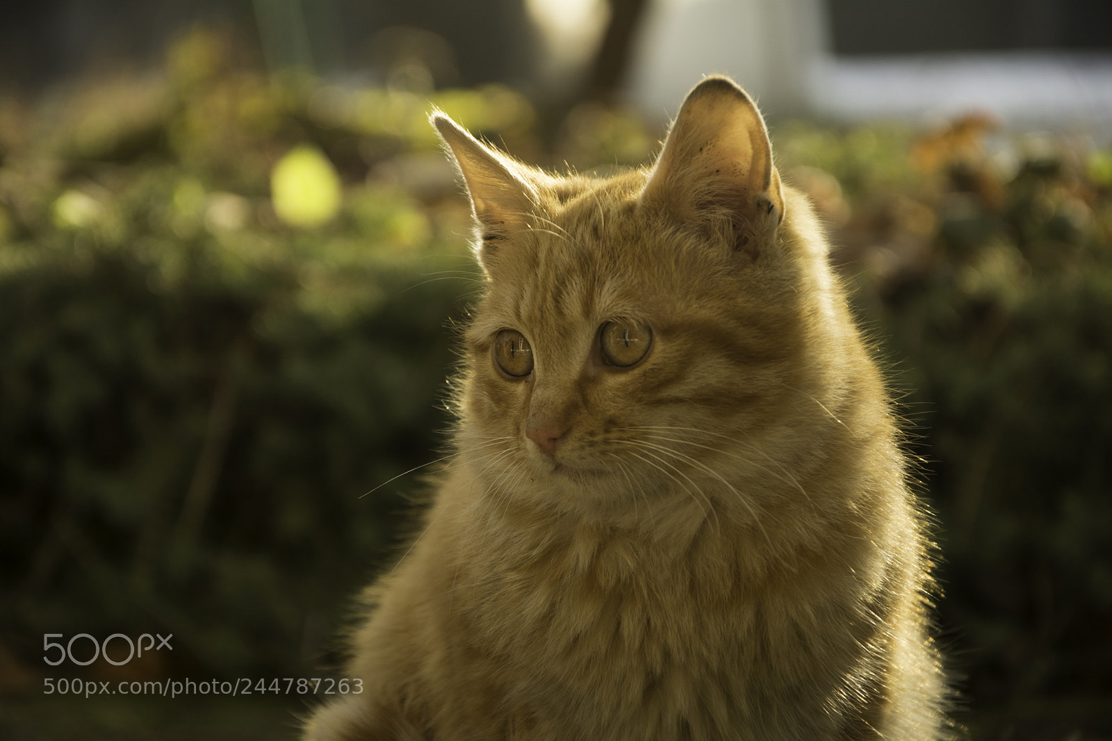 Nikon D7100 sample photo. Ginger portrait photography