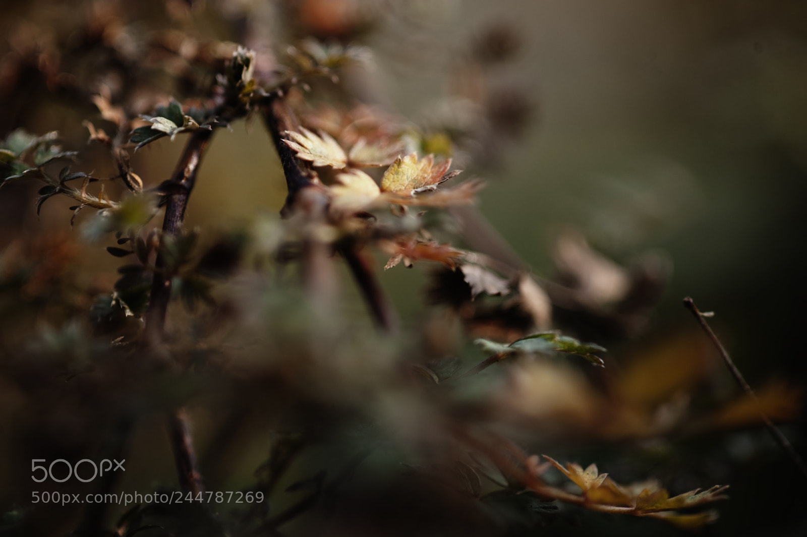 Nikon D3 sample photo. Onlycolors serie photography