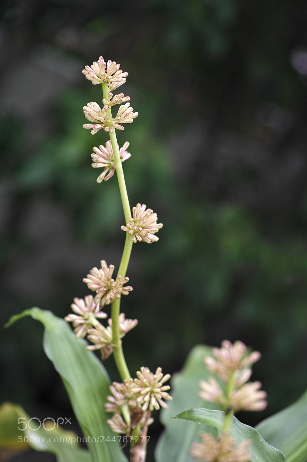 Sigma DP3 Merrill sample photo. Dracaena fragrans photography