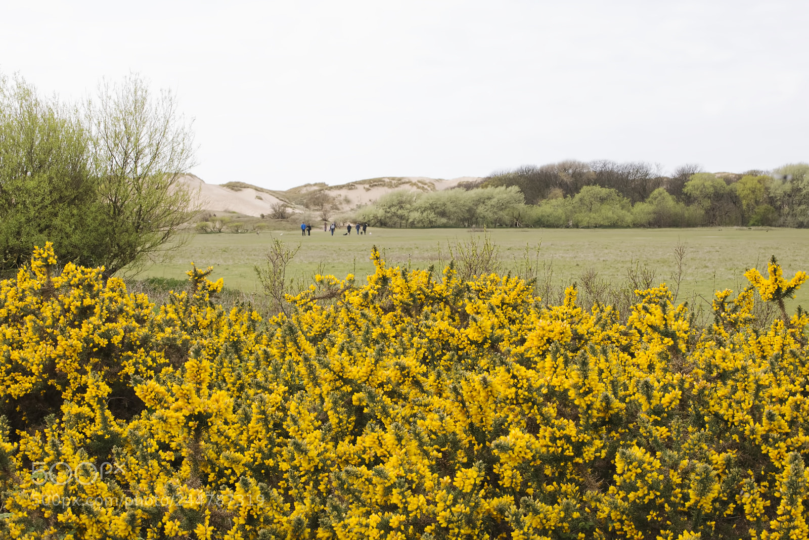 Nikon D600 sample photo. Going to the dunes (1) photography