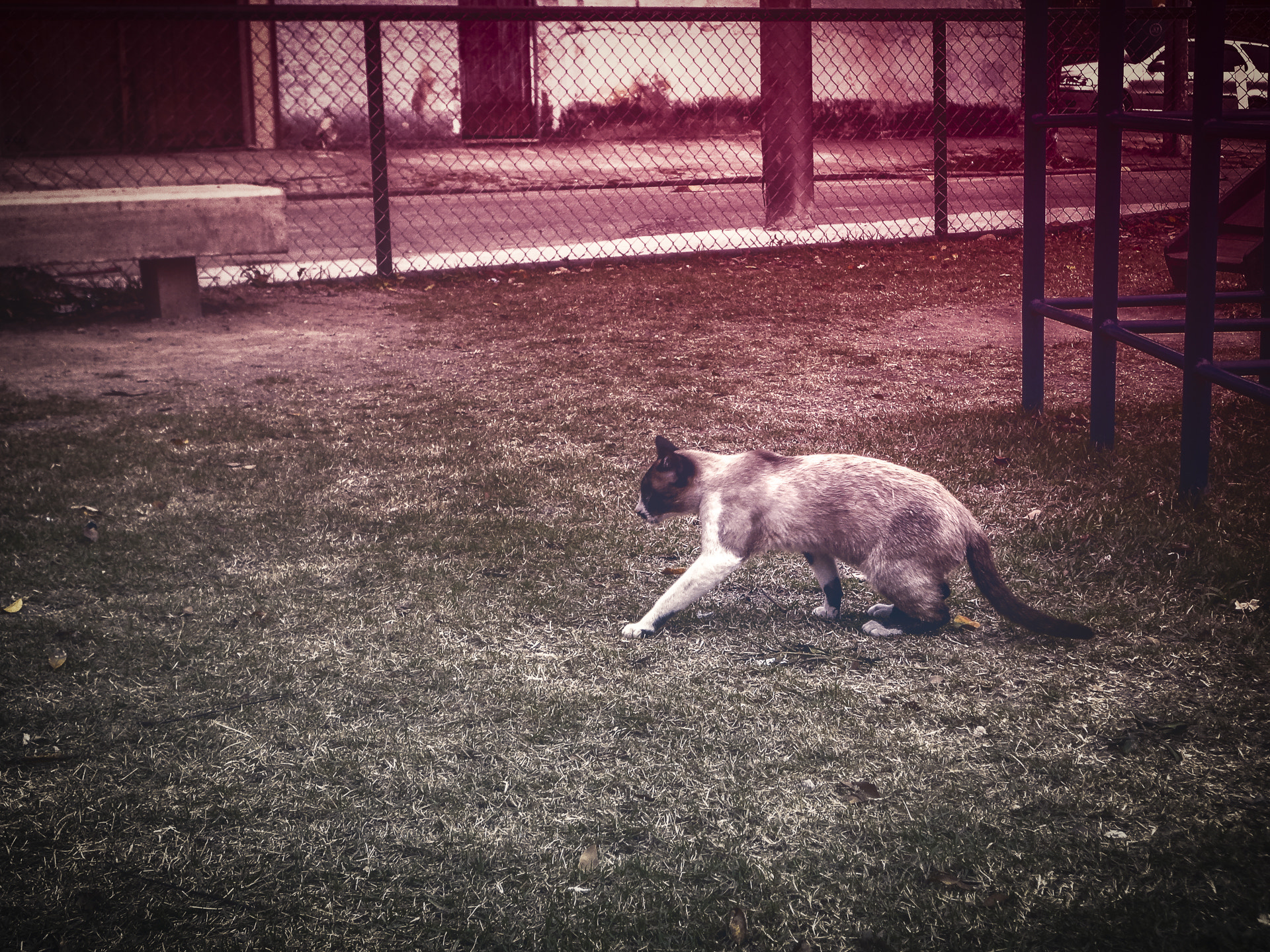 Sony Cyber-shot DSC-W560 sample photo. The cat photography
