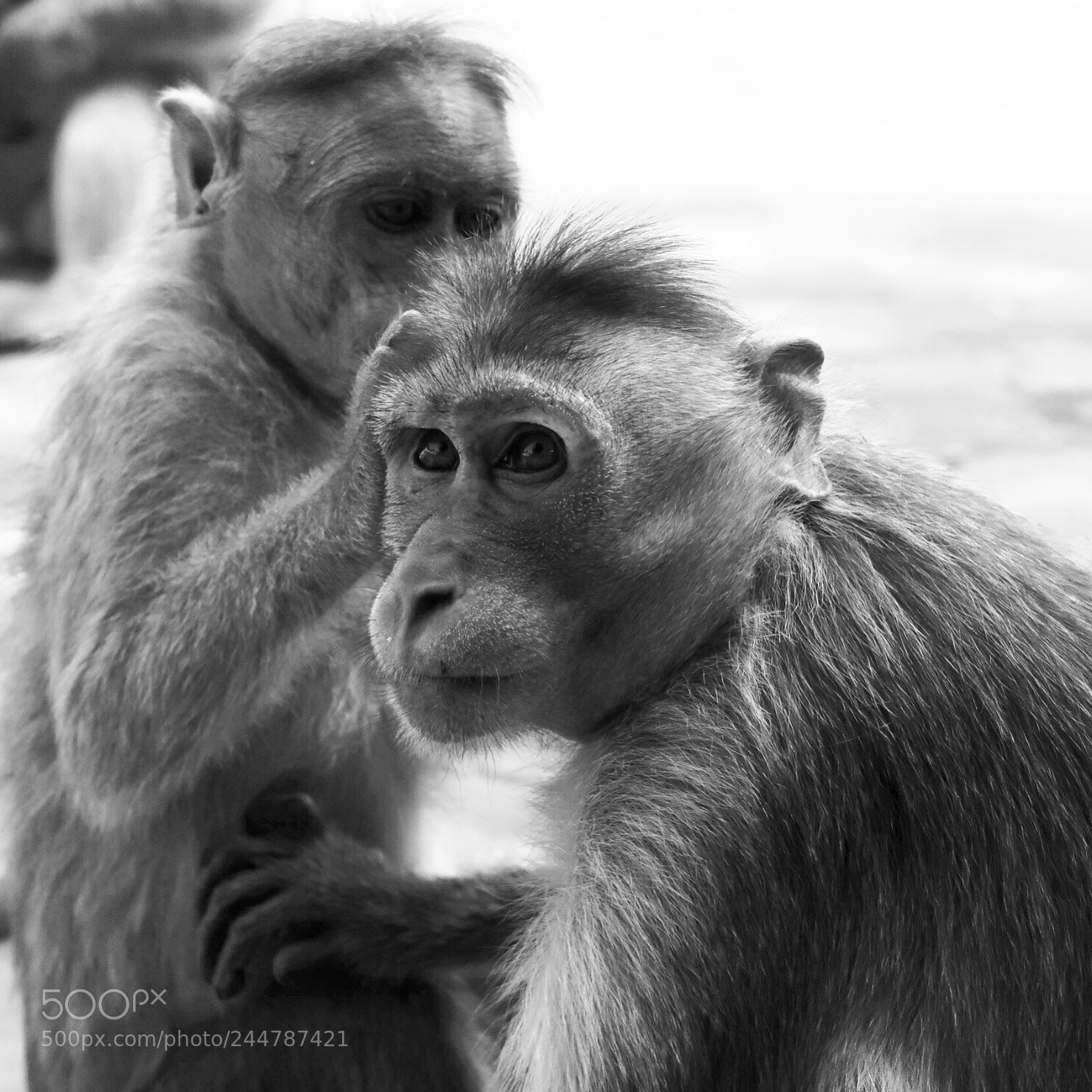 Canon PowerShot G7 X Mark II sample photo. Monkey life photography