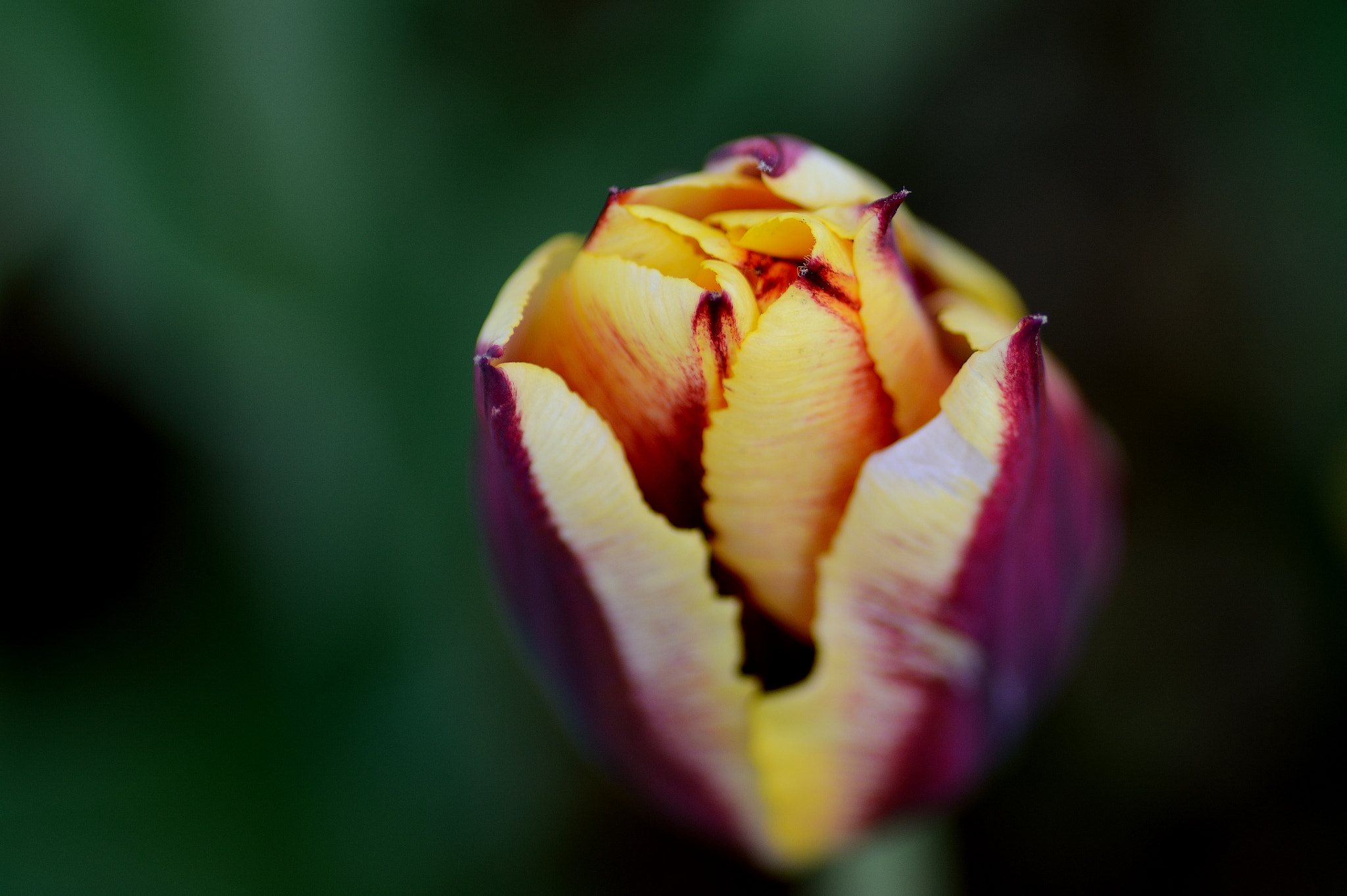 Nikon D7100 sample photo. Ud photography
